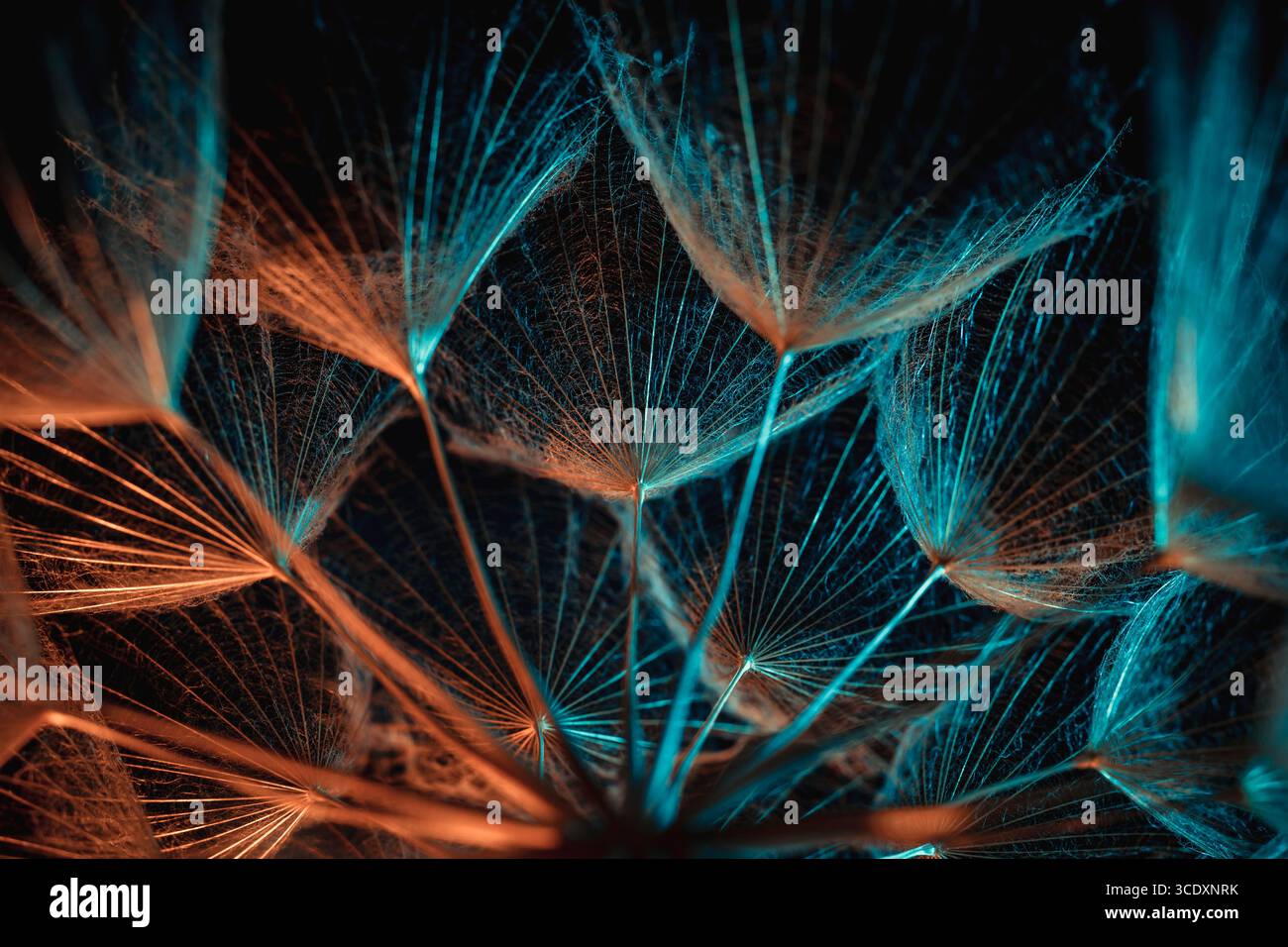 Primo piano macro di Dandelion Seeds con dettagli delicati e toni blu-arancio Foto Stock