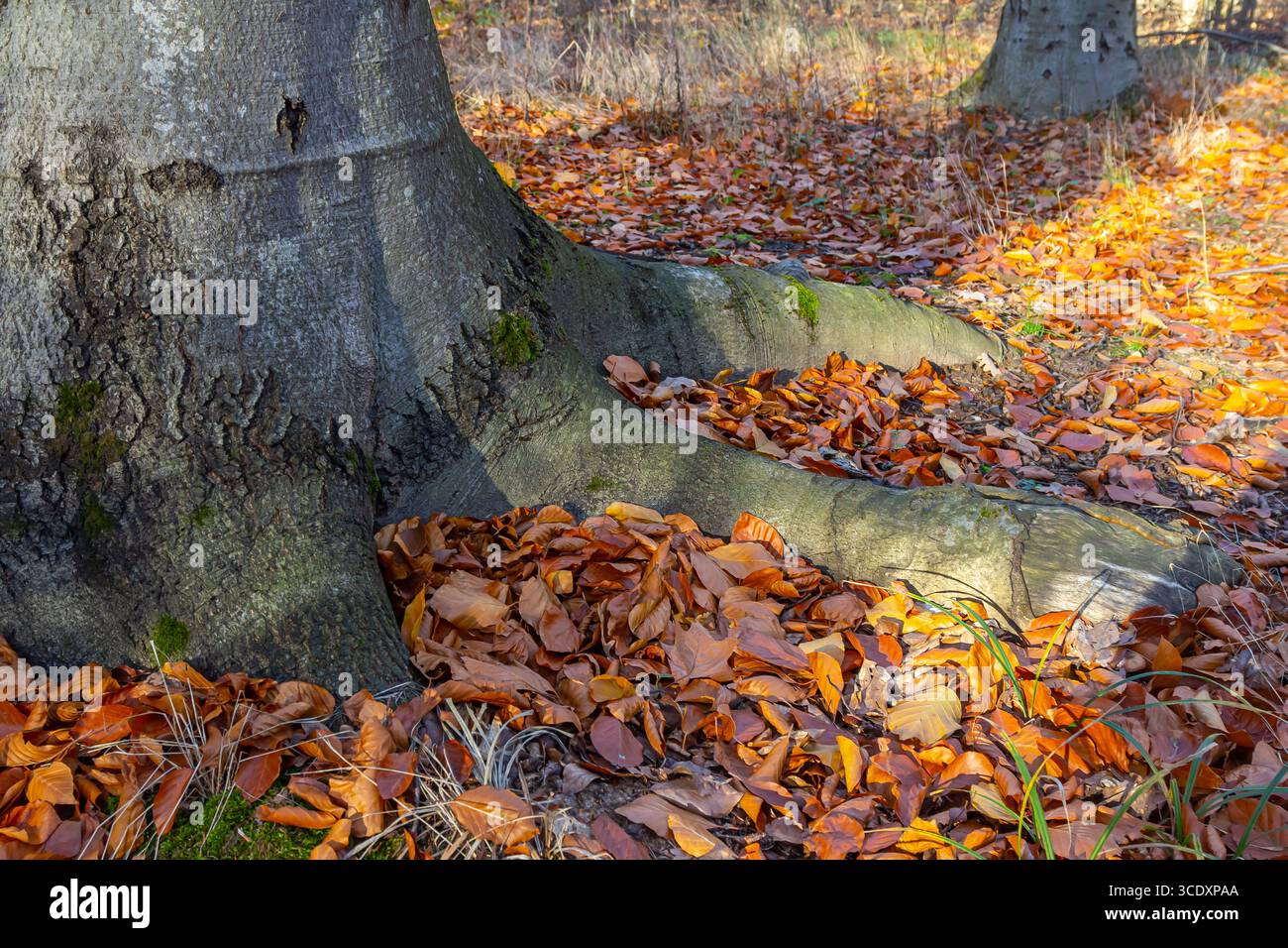 Un primo piano di un fondo boschivo ricoperto di foglie autunnali, bagnato dalla luce dorata del sole che tramonta. Grandi radici d'albero, coperte di muschio, sparse su tutto Foto Stock