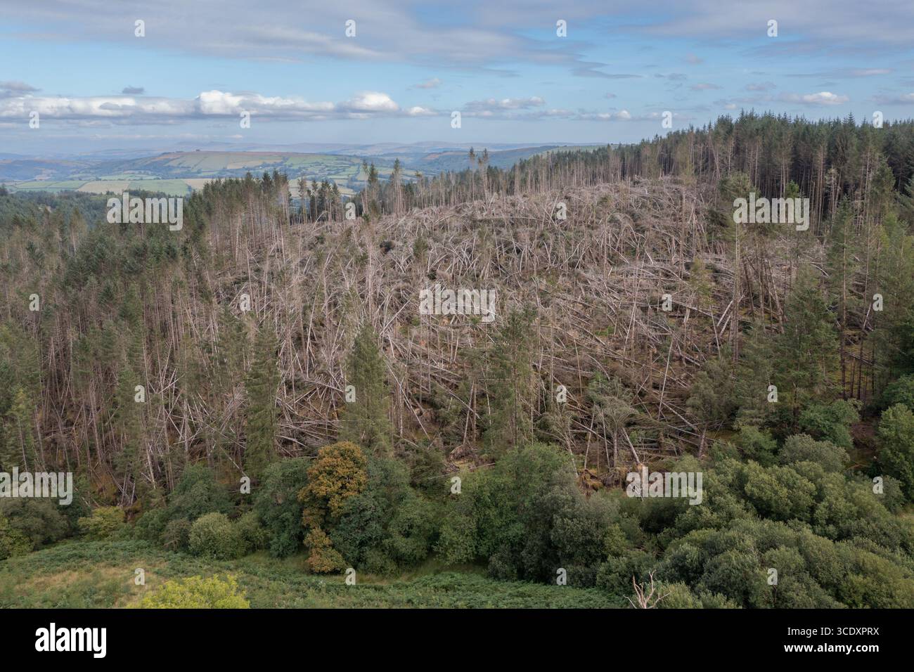 Vista aerea di conifere non autoctone soffiate dal vento da Storm Darragh, Brechfa Forest, Carmarthenshire, Galles, Regno Unito Foto Stock