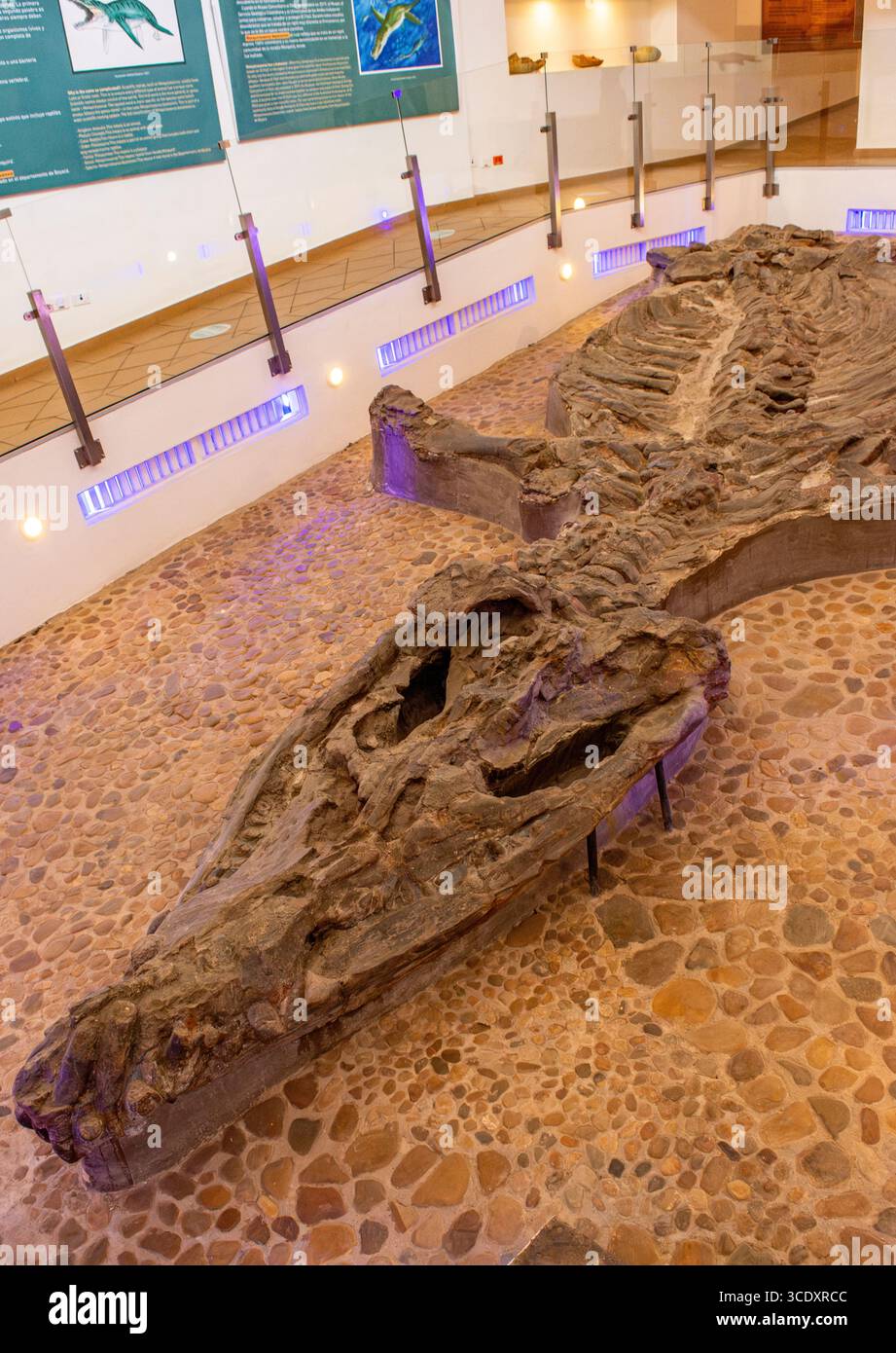 Un grande fossile in mostra al Museo del Fósil a Villa de Leyva, Boyacá, che mostra l'antica vita marina. Foto Stock