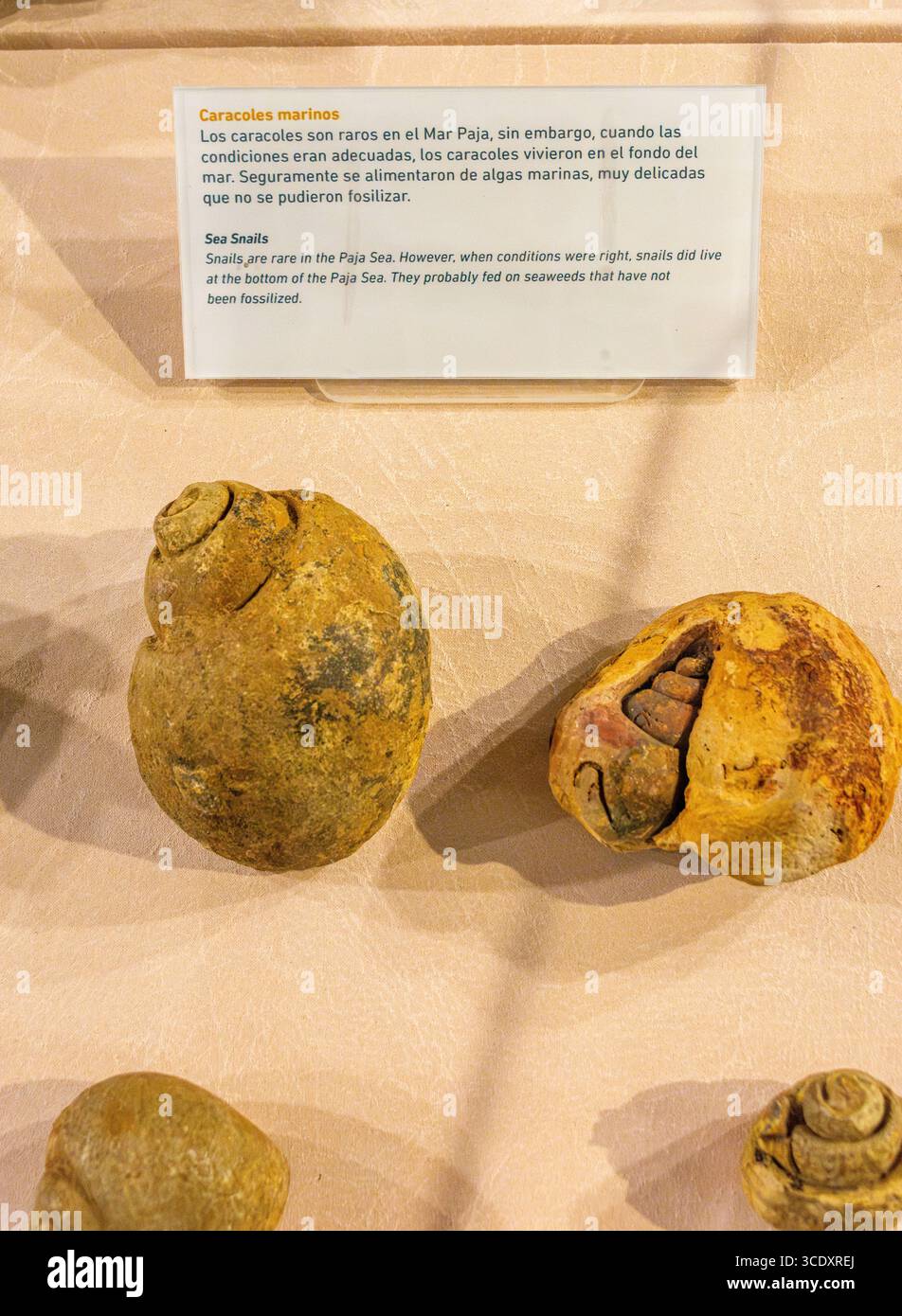 Fossili di lumache marine esposti al Museo El Fósil di Villa de Leyva, Boyacá, che mostrano l'antica vita marina. Foto Stock