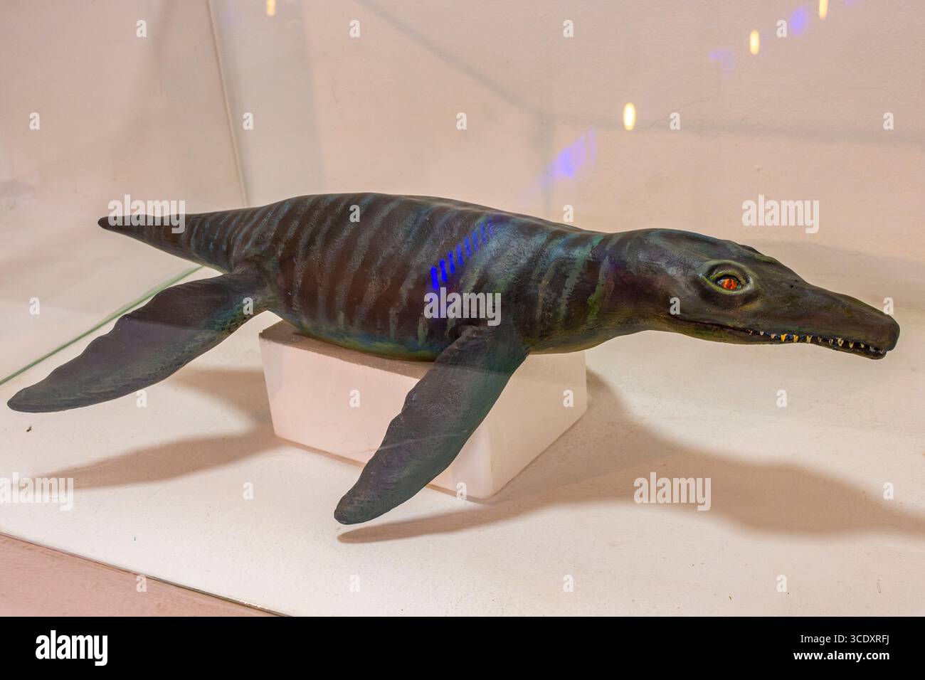 Una mostra fossile realistica che mostra un'antica creatura marina al Museo el Fósil di Villa de Leyva, Boyacá. Foto Stock