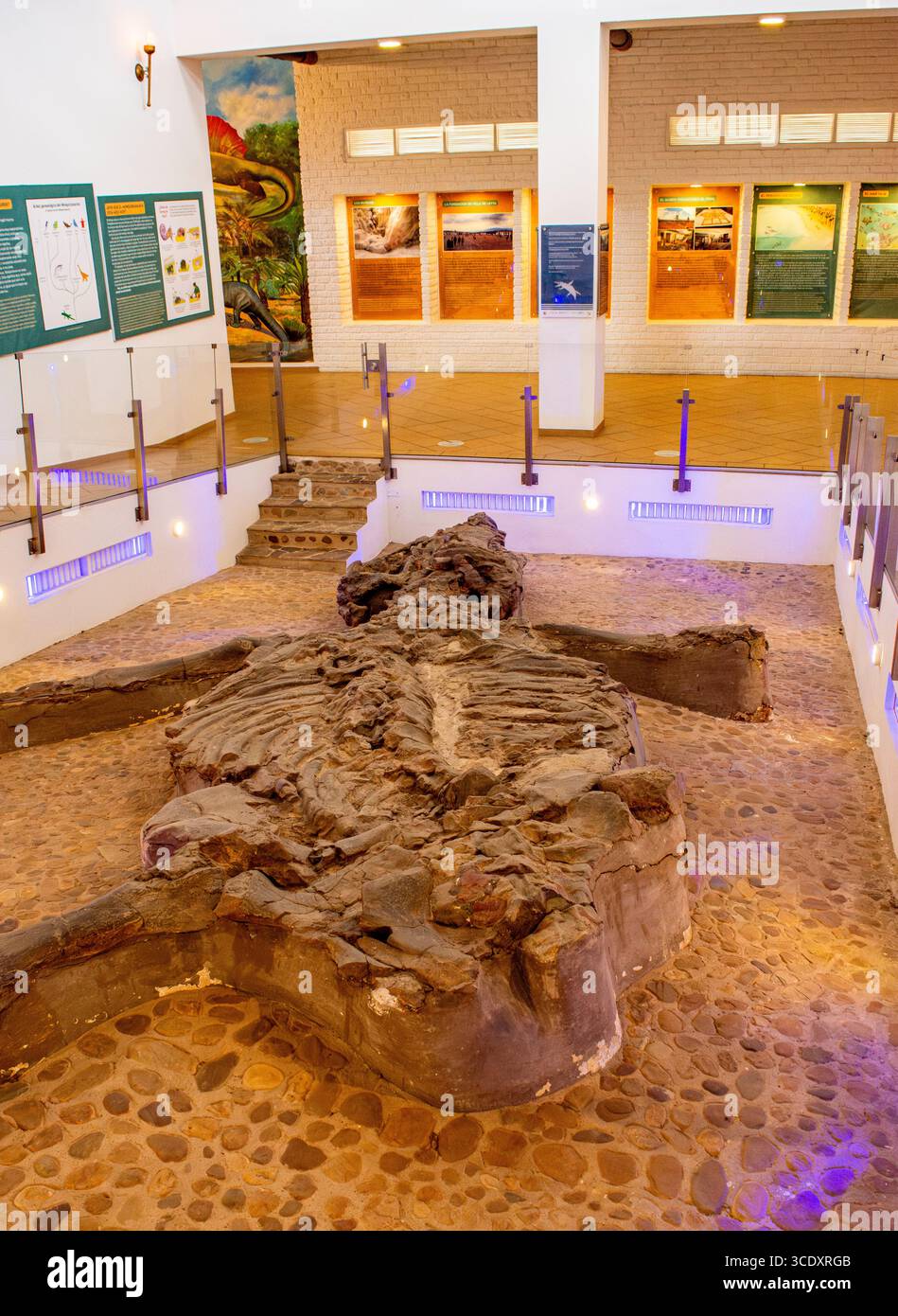 Un'incredibile esposizione di fossili al Museo El Fósil di Villa de Leyva, Boyacá, che mostra antichi resti e mostre educative. Foto Stock