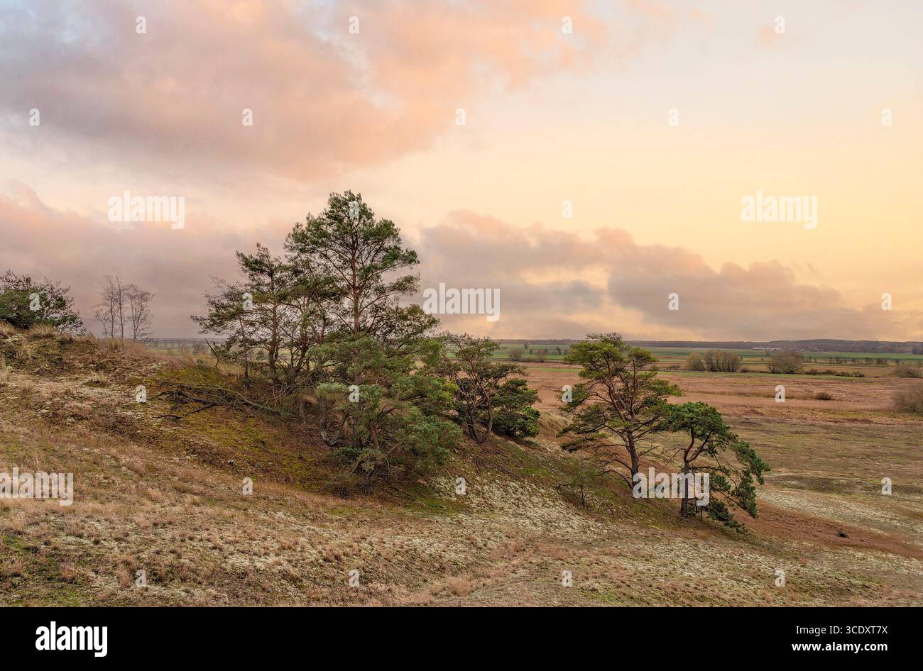 Atmosfera mattutina nella riserva naturale delle dune di sabbia vicino a Klein Schmölen, Meclemburgo-Pomerania Occidentale, Germania Foto Stock