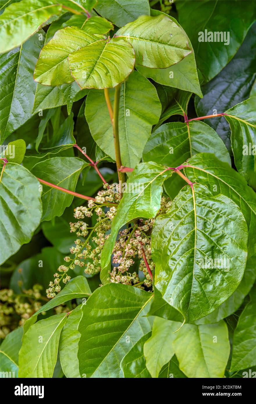 Primo piano di una pianta di edera velenosa (Toxicodendron radicans) nell'orto botanico di Dresda, Germania Foto Stock