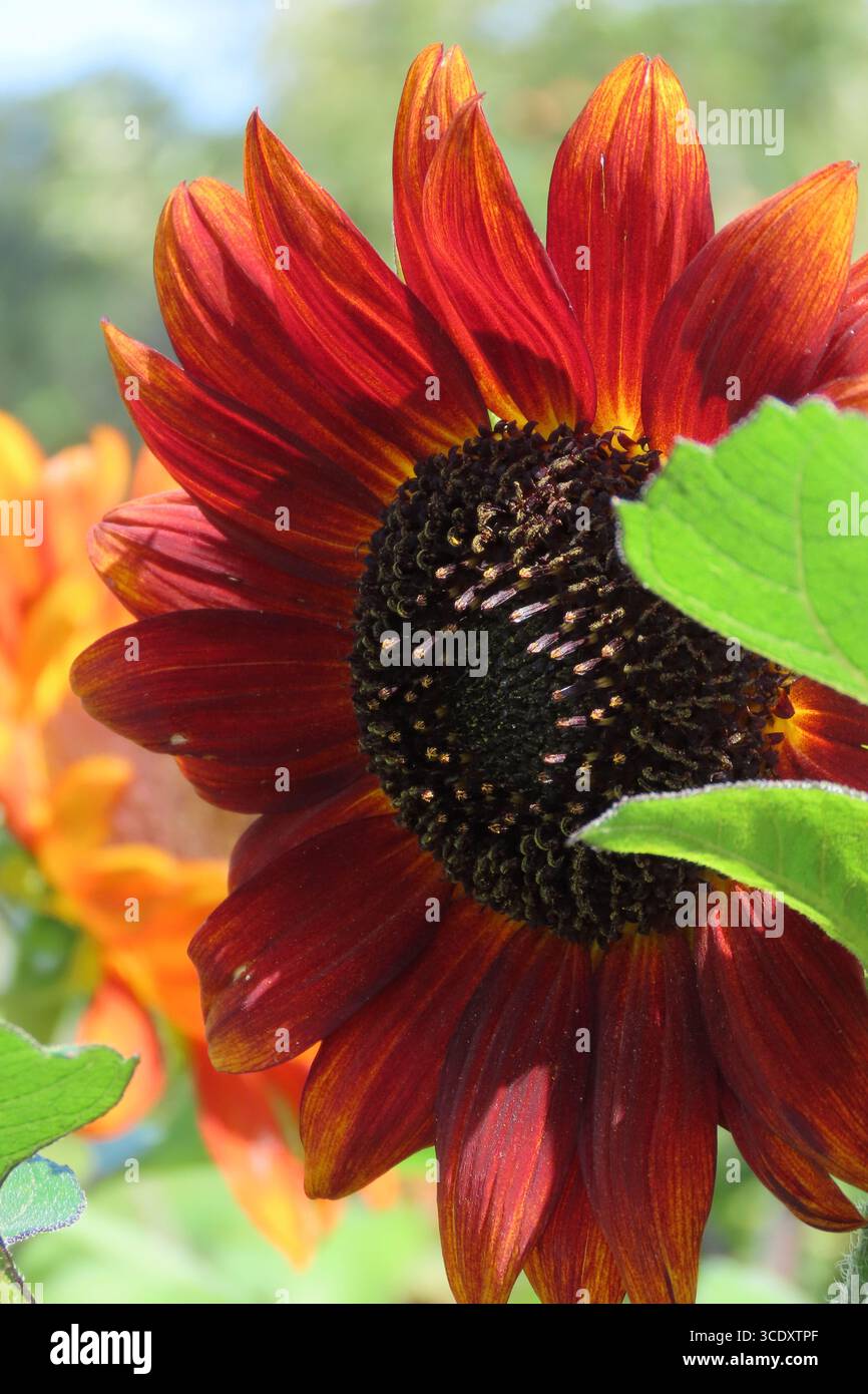 Uno splendido girasole rosso fuoco brilla al sole con uno sfondo colorato. Foto Stock