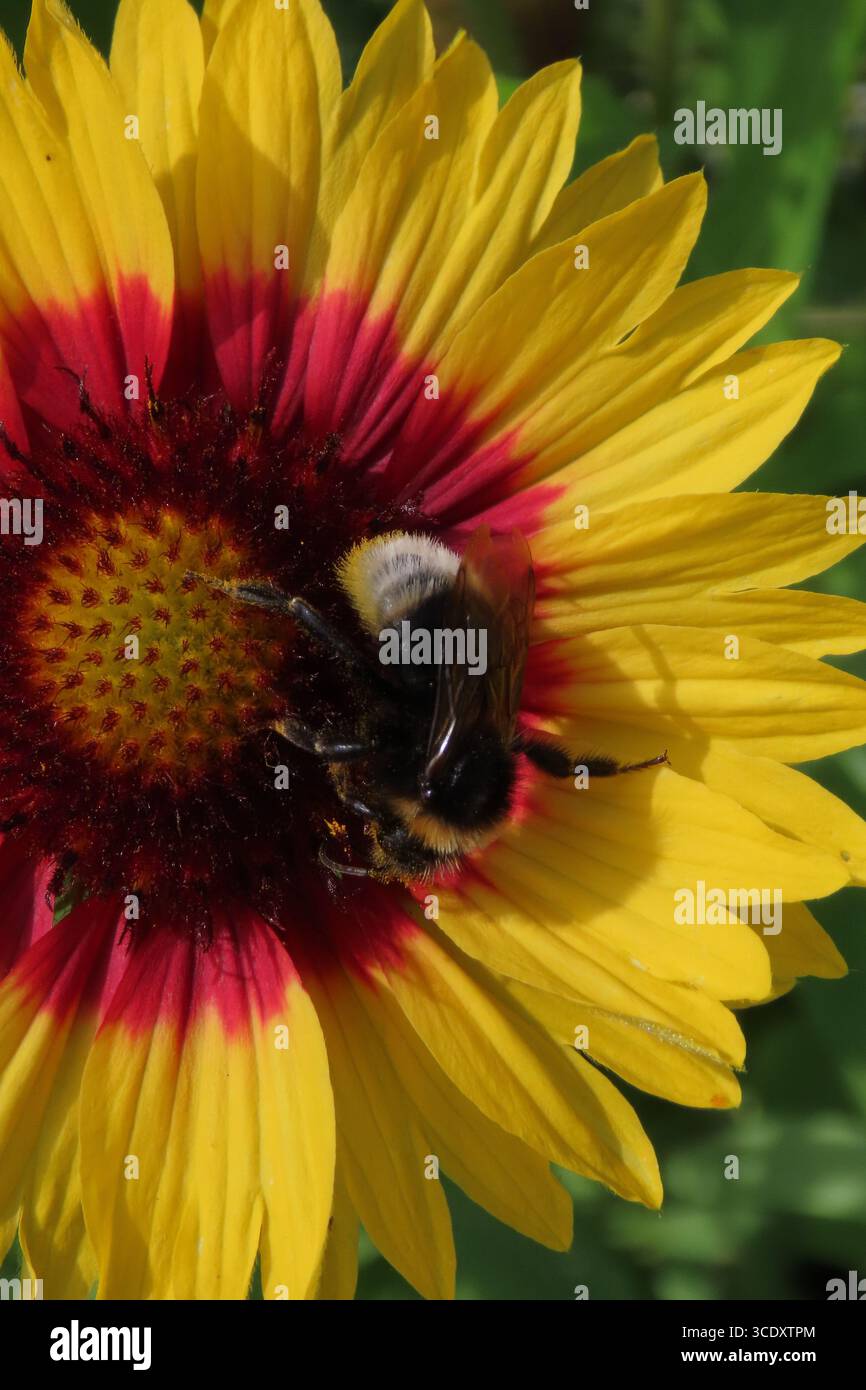 Un bumblebee sta foraggiando il nettare su un primo piano di un fiore giallo Foto Stock