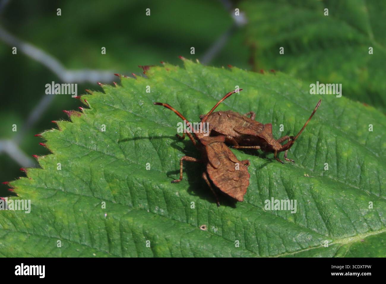 Due insetti perfettamente mimetizzati sulle foglie verdi, con il loro colore marrone. Foto Stock