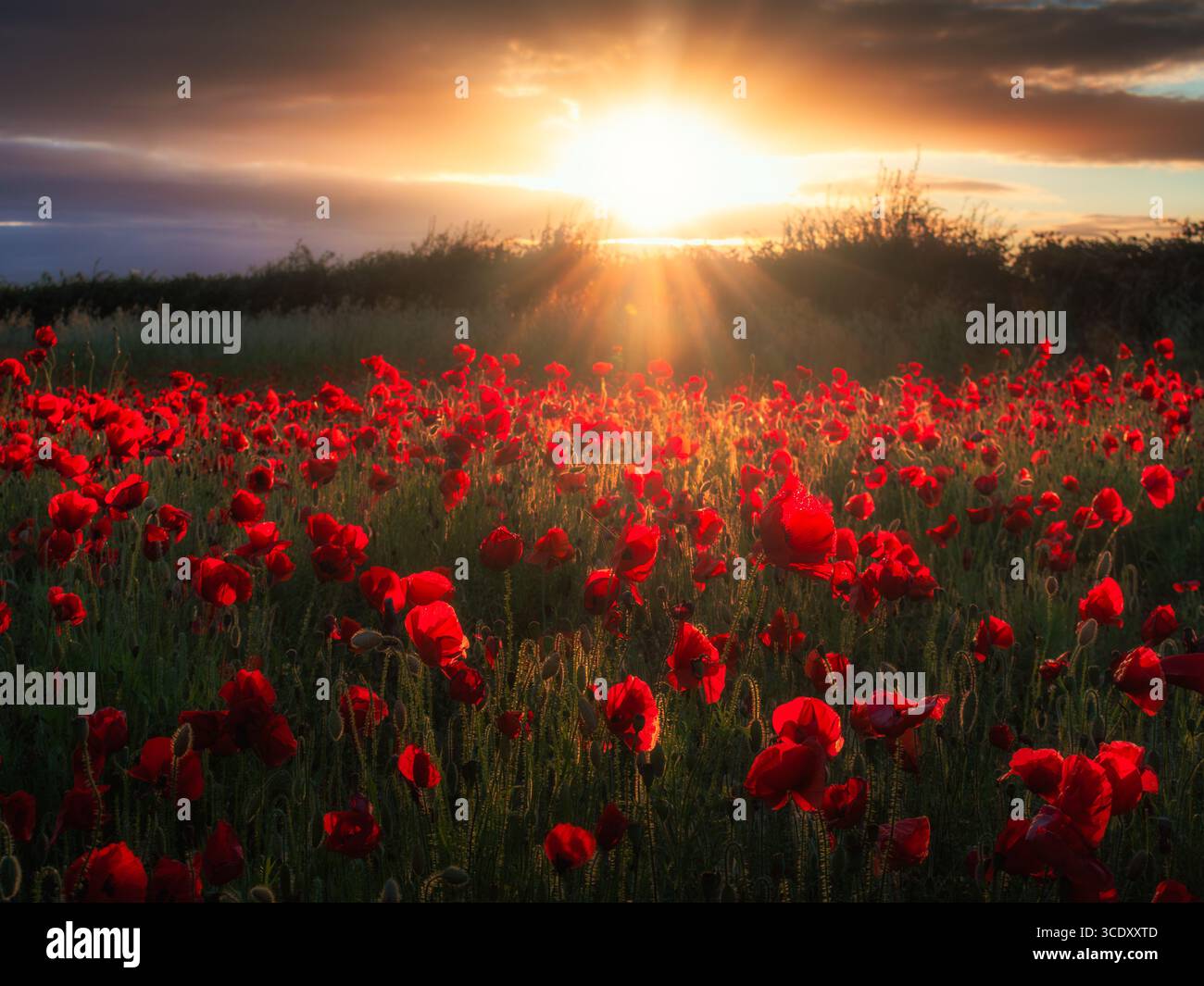Tramonto su un campo di papavero a Straffan, Kildare Foto Stock
