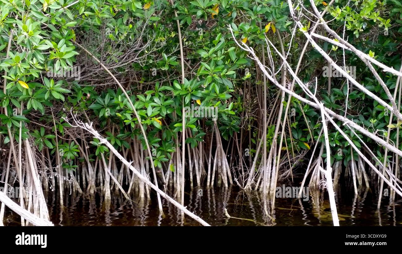 Mangrovie con dense foglie verdi e radici visibili nei cenote dello Yucatan, Messico Foto Stock