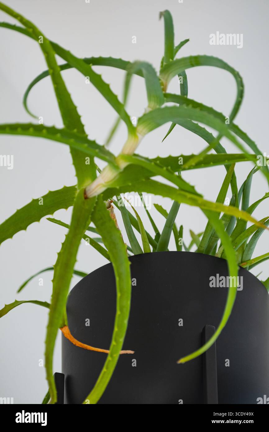Pianta di aloe vera in una moderna pentola nera contro un muro bianco Foto Stock