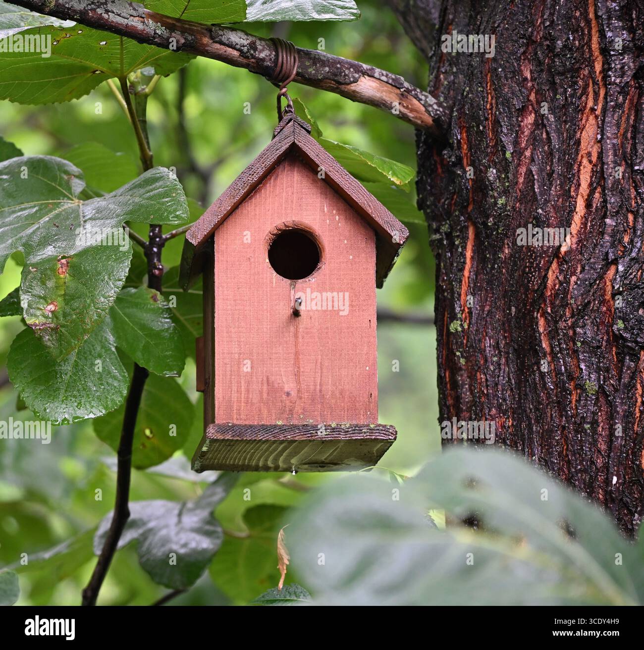 la natura e la bellezza parlano Foto Stock