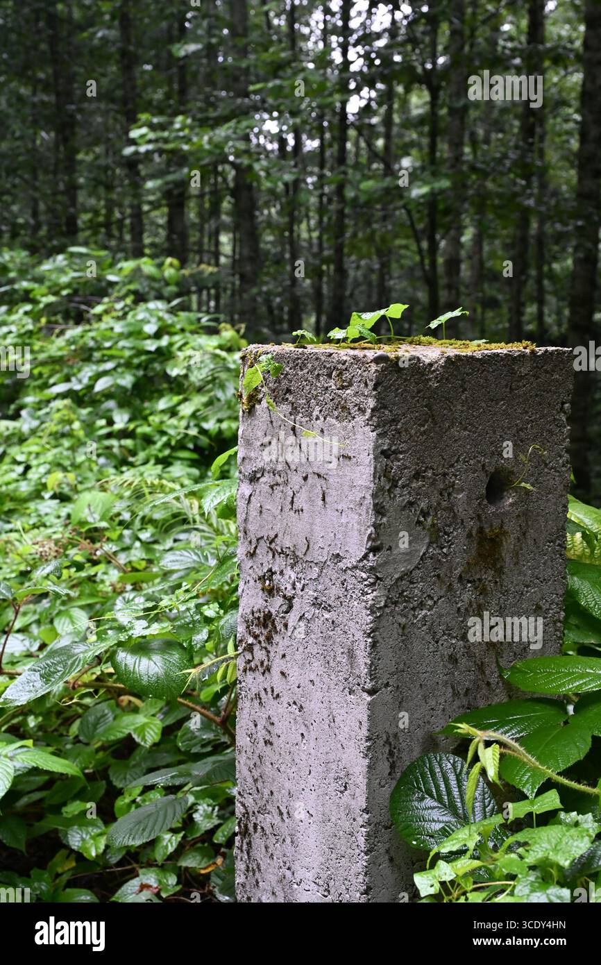 la natura e la bellezza parlano Foto Stock