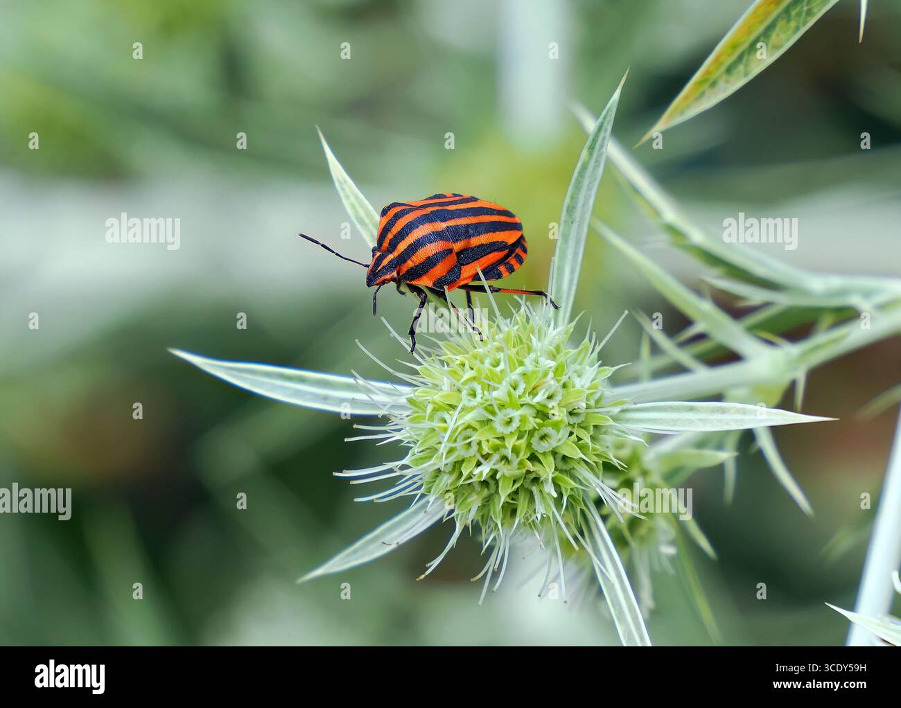 Cimice striato, Streifenwanze, Graphosome rayé, Graphosoma lineatum, csíkos pajzsospoloska, Budapest, Ungheria, Magyarország, Europa Foto Stock