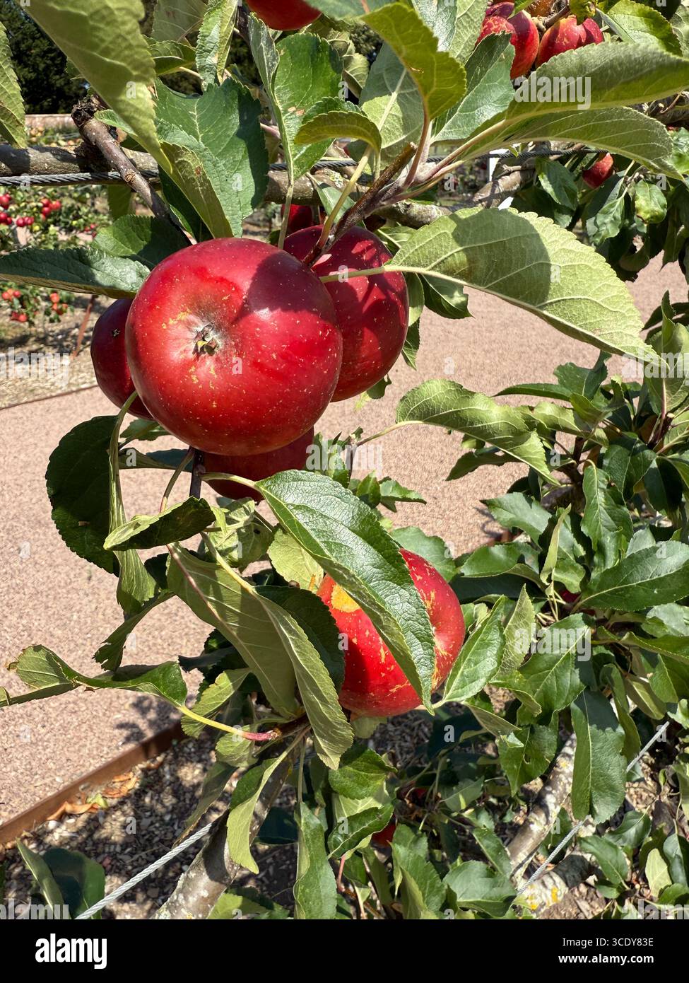 Alberi di mele (Malus domestica, Nuvar Freckles). Inghilterra, Regno Unito. Foto Stock