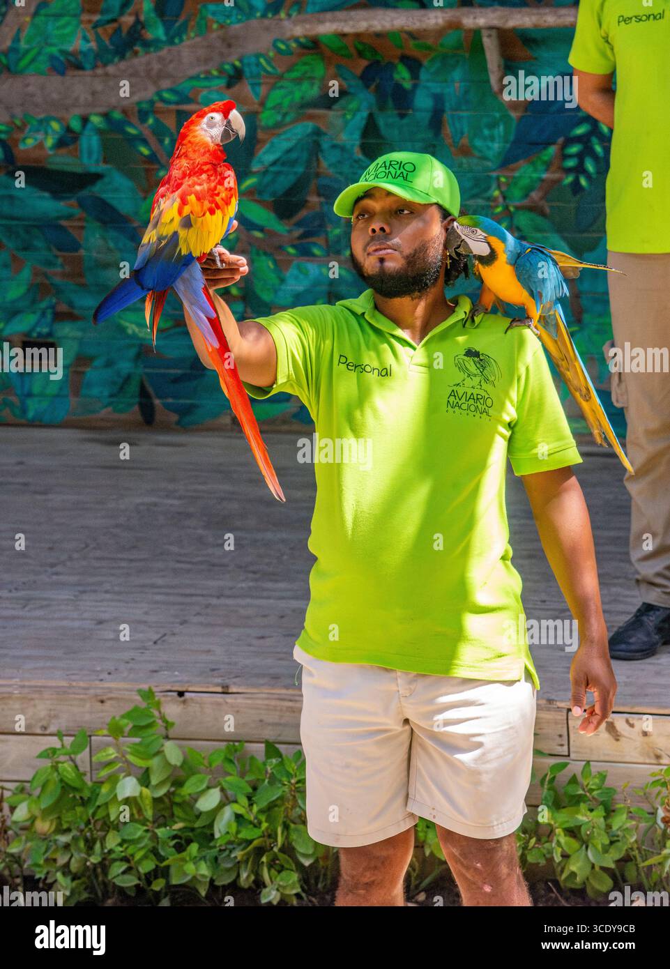 Una scena vivace con un uomo con un'ara scarlatta sul braccio e un'ara blu e gialla sulla spalla all'Aviary di Cartagena, Colombia. Foto Stock