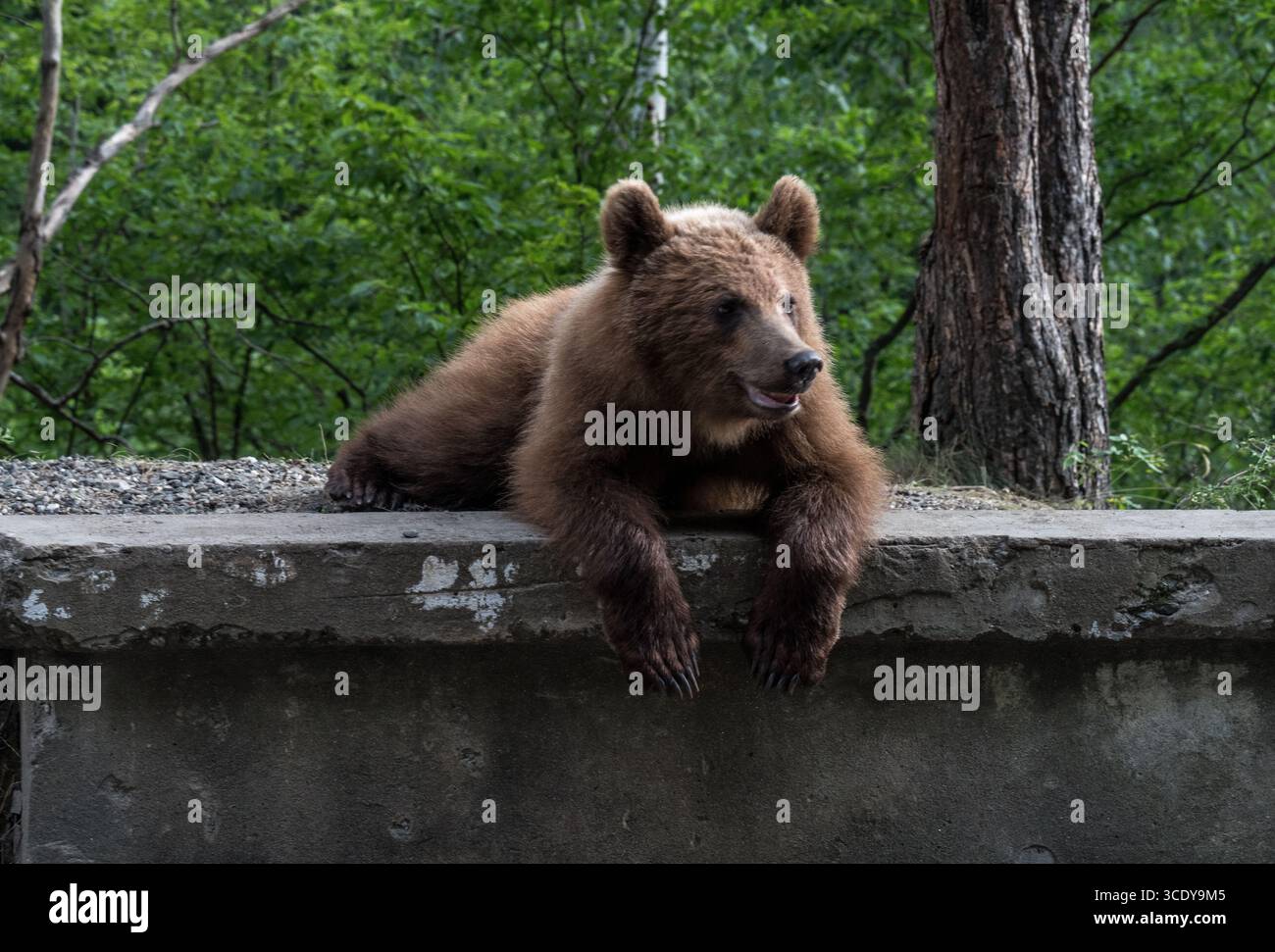 Orso selvatico nei Carpazi, Romania Foto Stock