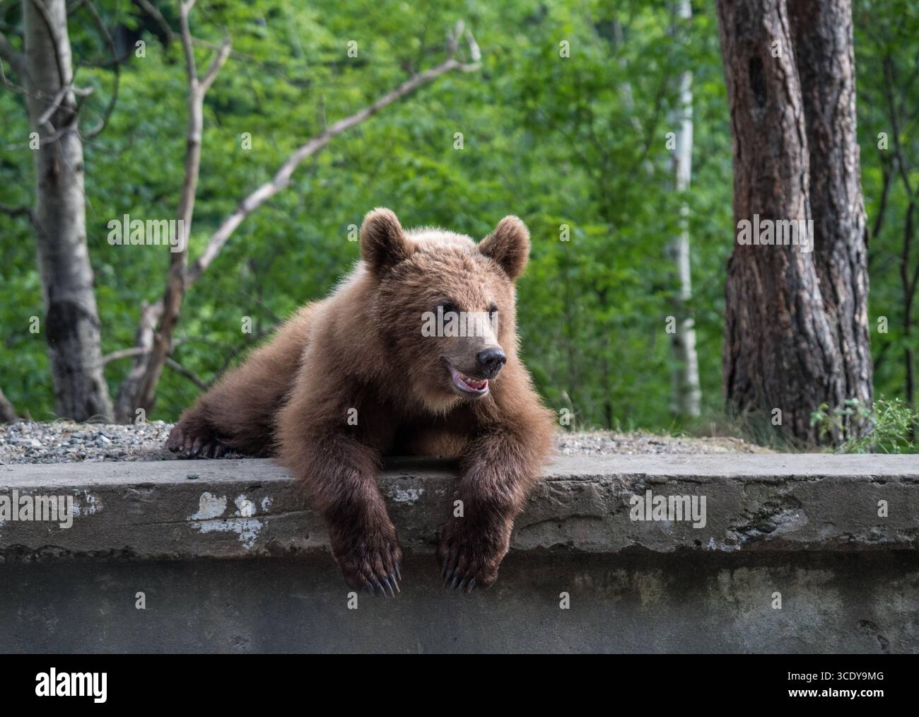 Orso selvatico nei Carpazi, Romania Foto Stock