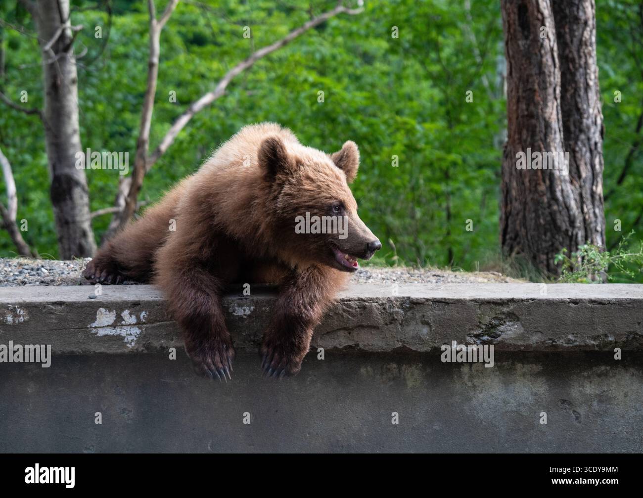 Orso selvatico nei Carpazi, Romania Foto Stock