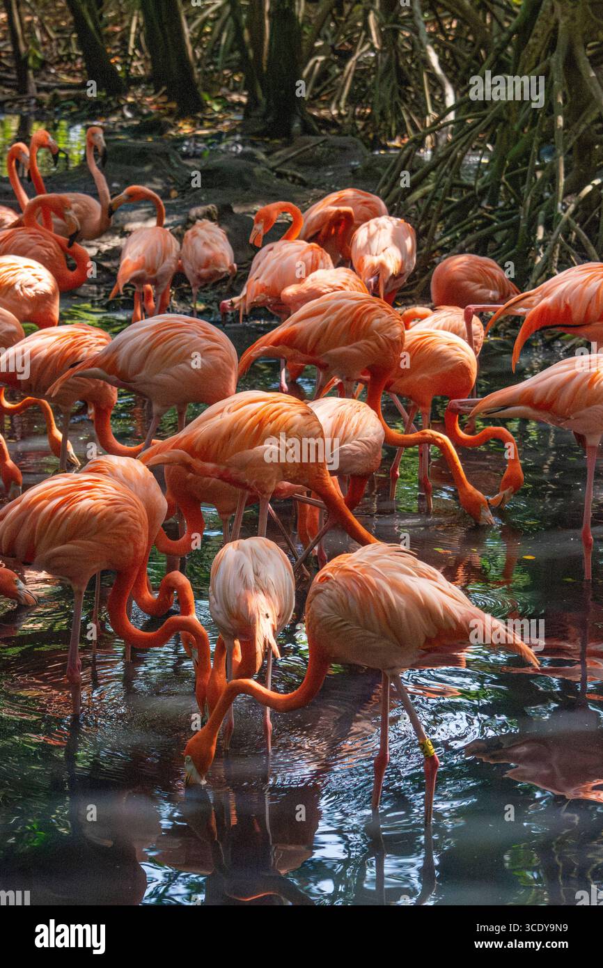 Una scena vivace che presenta uno stormo di fenicotteri nella National Aviary di Cartagena, Colombia, che mette in mostra una natura e una fauna selvatiche mozzafiato. Foto Stock