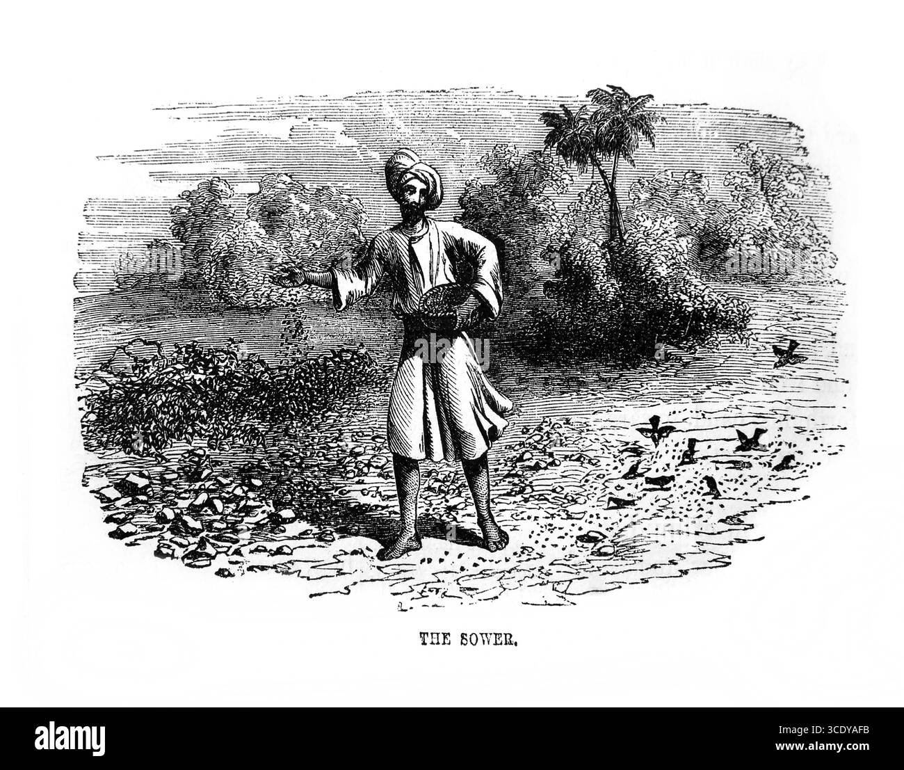 Illustrazione del Sower scattering Seeds e degli uccelli che li mangiano (matteo) dall'Antica Ottocento la Sacra Bibbia contenente il Vecchio e il nuovo te Foto Stock