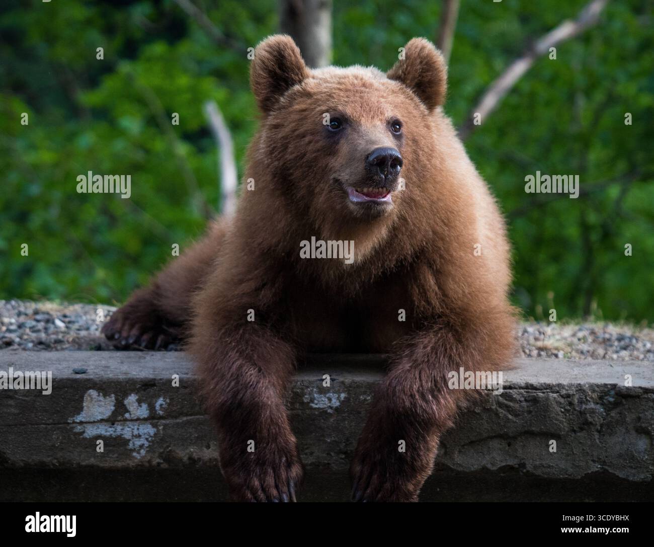 Orso selvatico nei Carpazi, Romania Foto Stock
