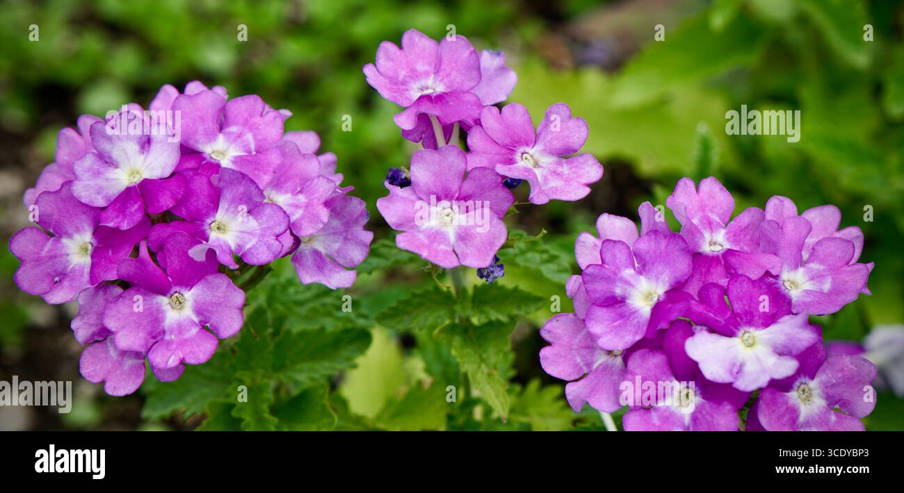 Abbraccia la bellezza di Verbena in piena fioritura. Foto Stock