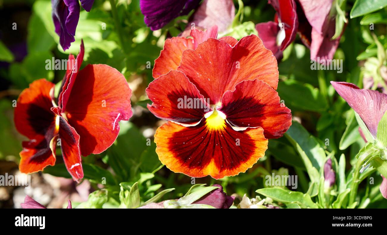 I colori sorprendenti e il "volto" unico di una pansia in piena fioritura. Foto Stock
