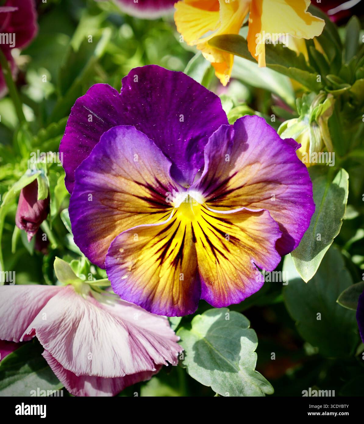 Con queste incantevoli pantofole, la giornata sarà piena di colori e allegria. Foto Stock