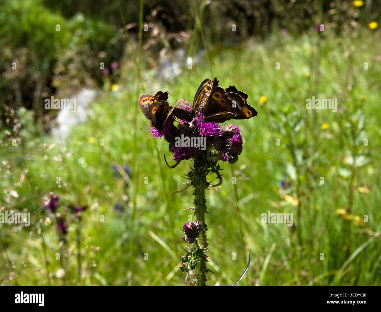 Farfalle che si radunano su un fiore di montagna contro l'erba verde. Foto Stock
