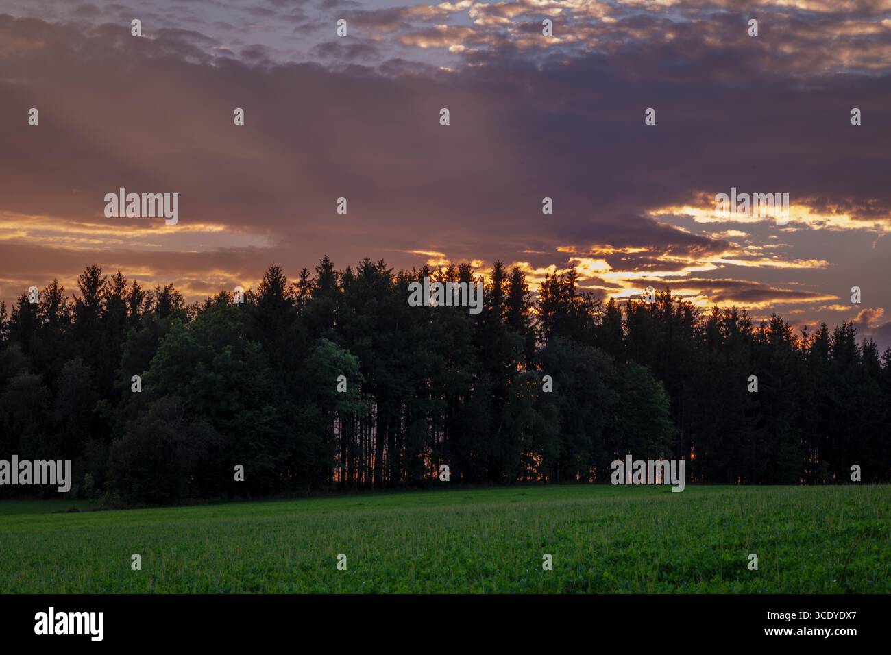 Tramonto sul campo di grano secco caldo estivo sulle montagne di Krkonose Foto Stock