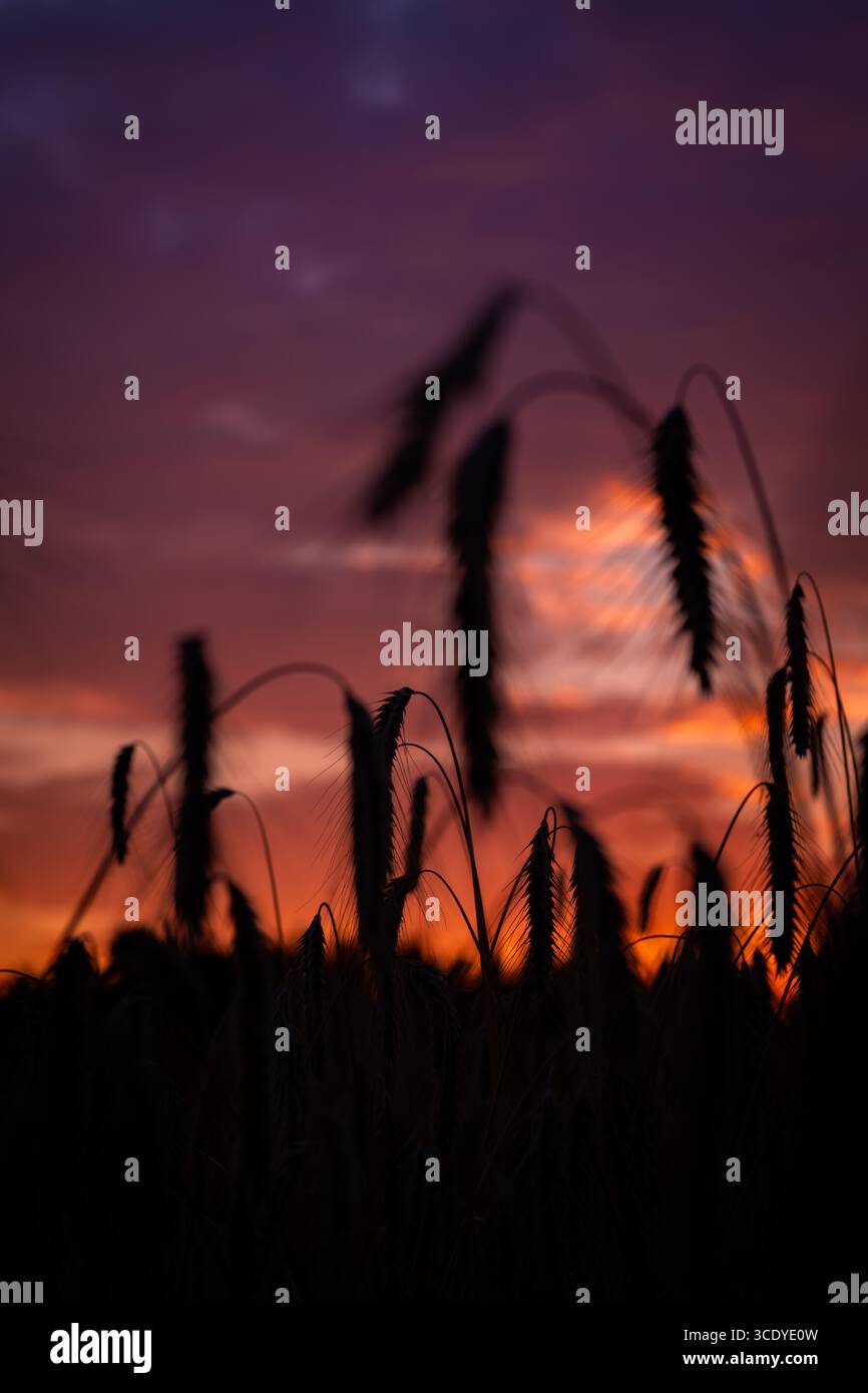 Tramonto sul campo di grano secco caldo estivo sulle montagne di Krkonose Foto Stock