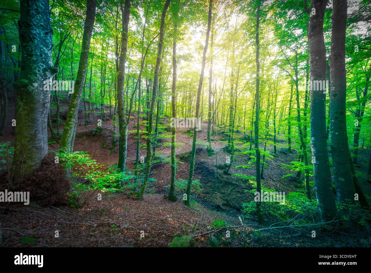 Alberi nella foresta e il sole sullo sfondo. Riserva naturale di Acquerino. Stagione autunnale, Appennino, provincia di Pistoia, regione Toscana, Italia, EUR Foto Stock