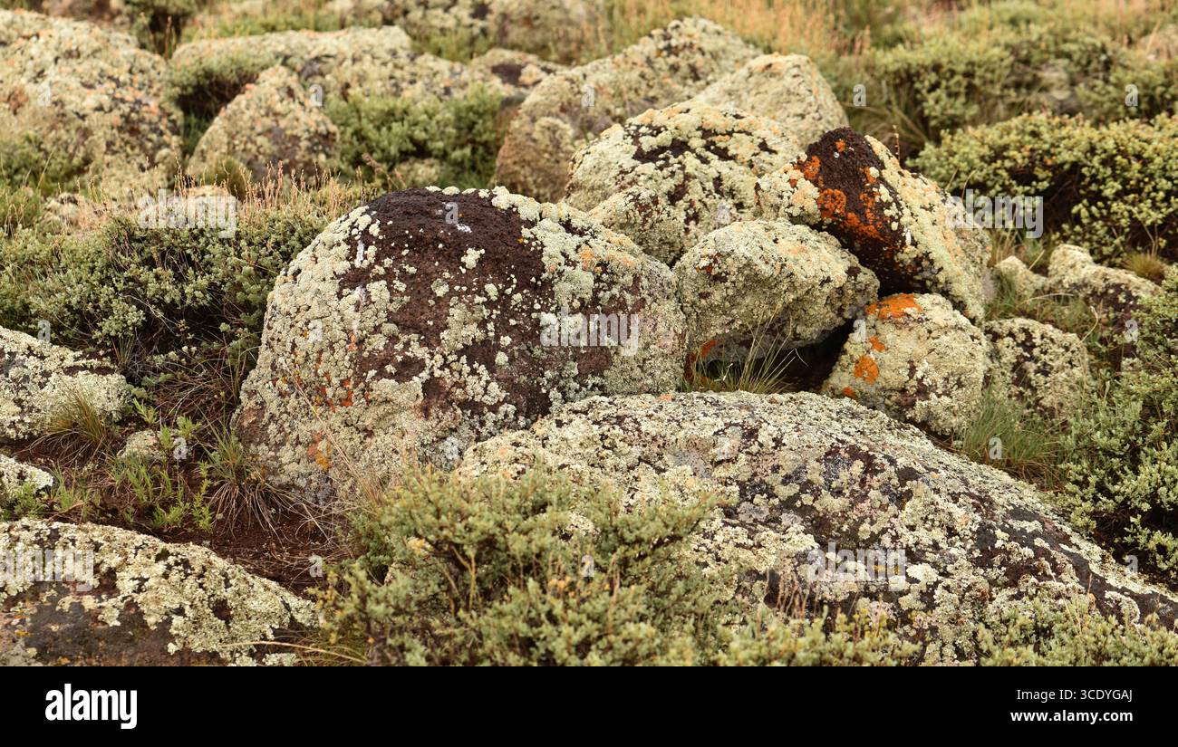 Il paesaggio simile alla tundra mostra piante nane, poche erbe e rocce ricoperte di licheni. Foto Stock