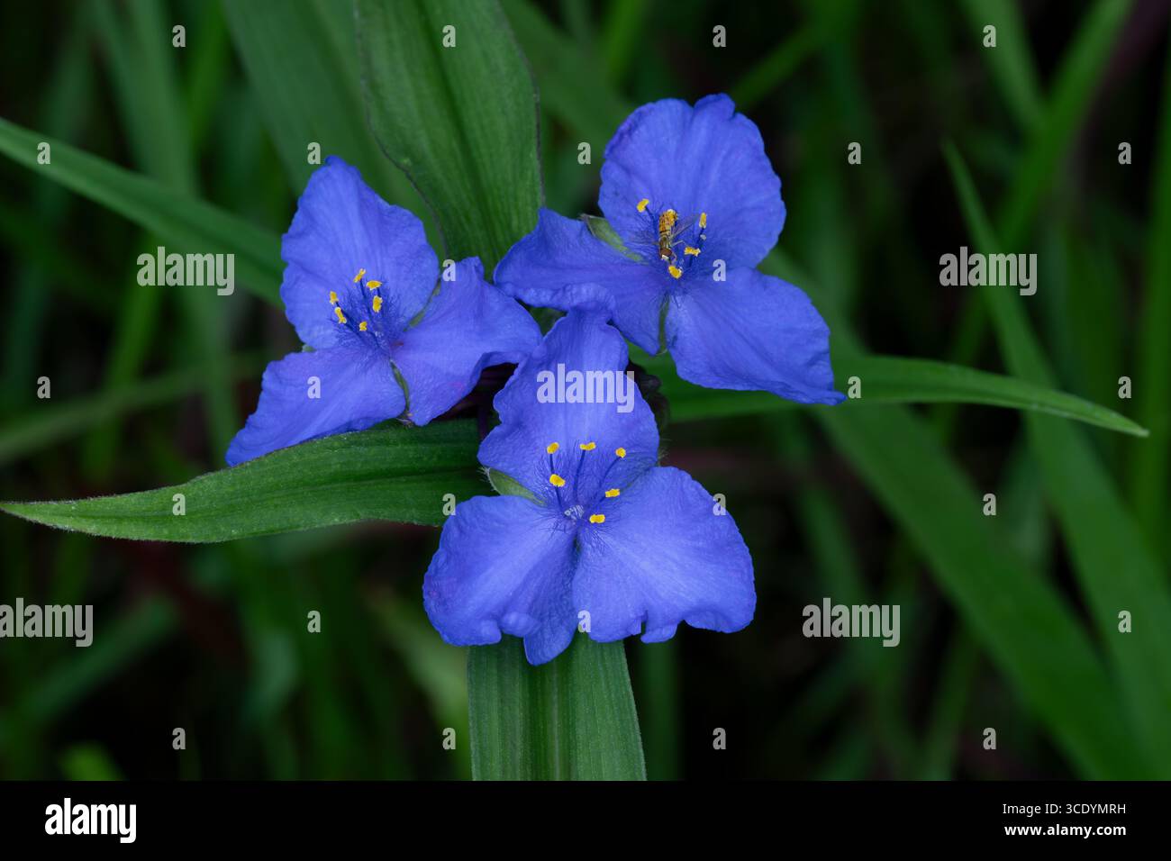 Tre fiori di verdura sono in piena fioritura con un visitatore da una mosca calligrafa marginata Foto Stock