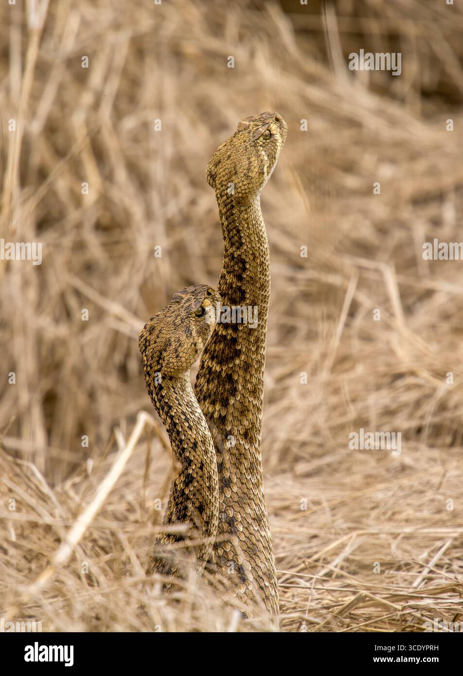 Due maschi Western Diamondback Rattlesnake (Crotalus atrox) si innalzano su un serpente a sonagli femminile in un'area naturale del Texas meridionale. Foto Stock