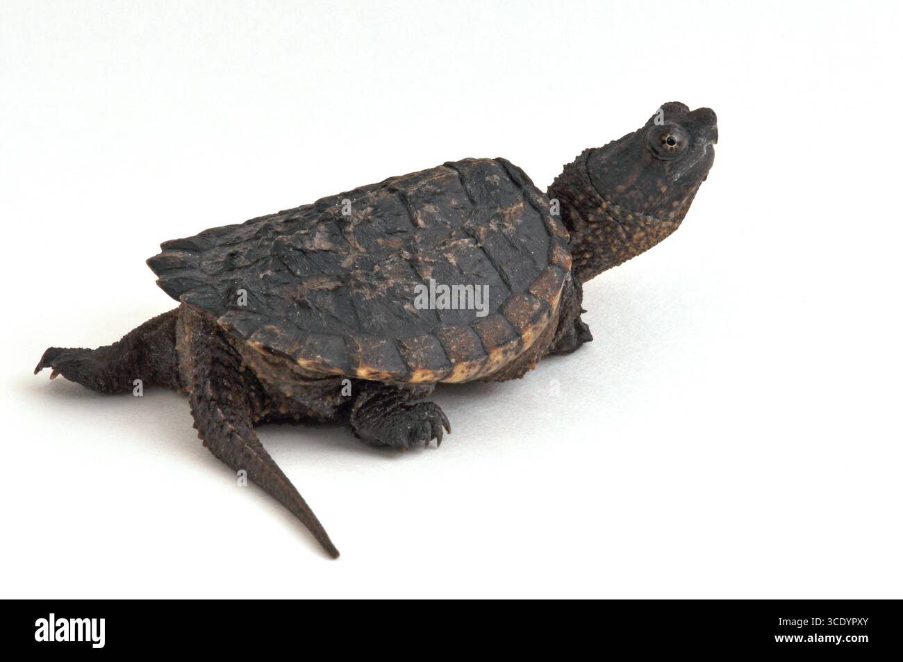 Primo piano di giovani tartarughe, serpentina Chelydra, isolata sul bianco, evidenziando carapace, coda, e anatomia rettile. Foto Stock