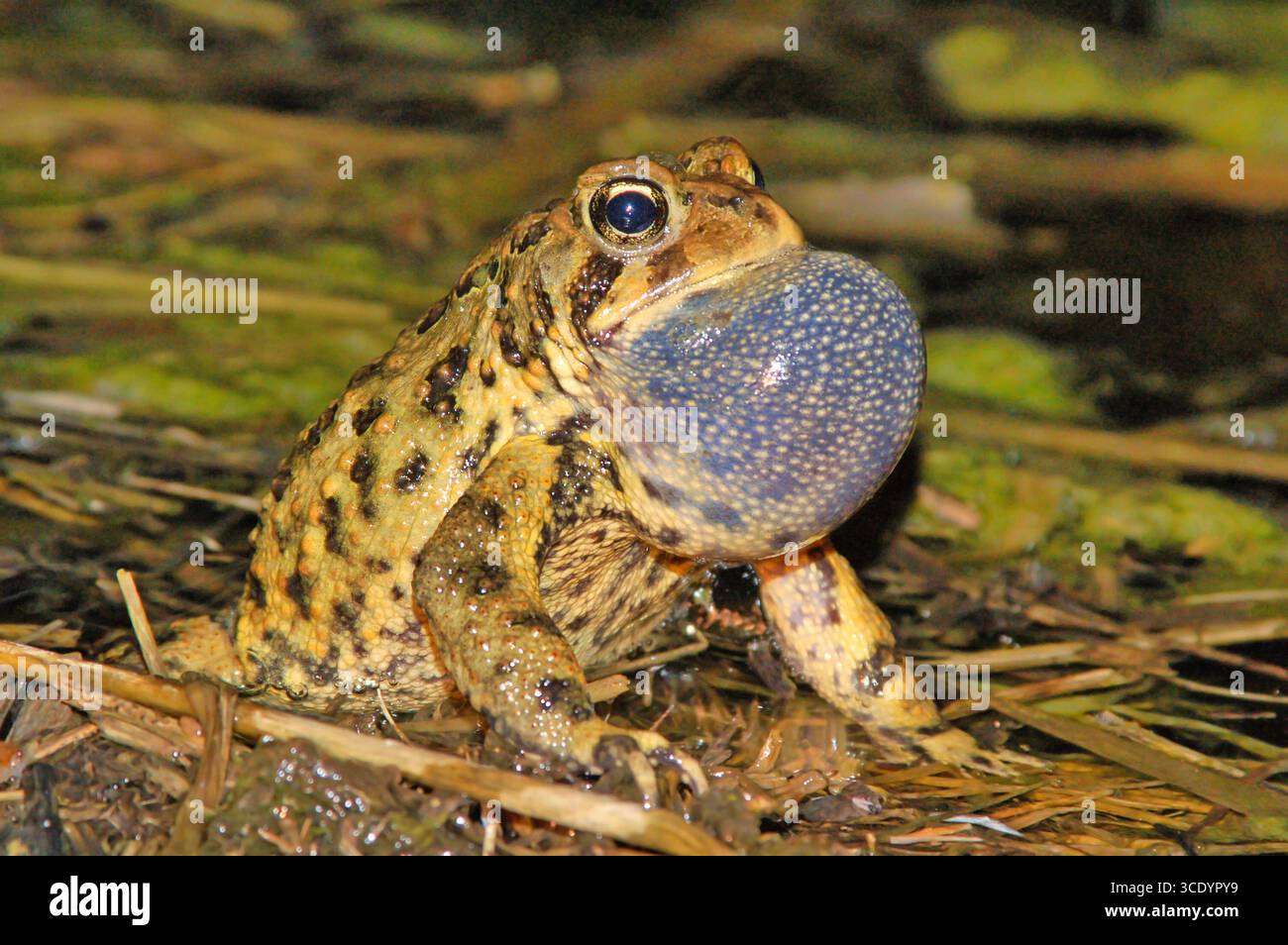 American Toad Calling nella zona umida del Wisconsin durante la stagione degli accoppiamenti, Anaxyrus americanus, foto macro che mostra un esteso sacco vocale di notte. Foto Stock