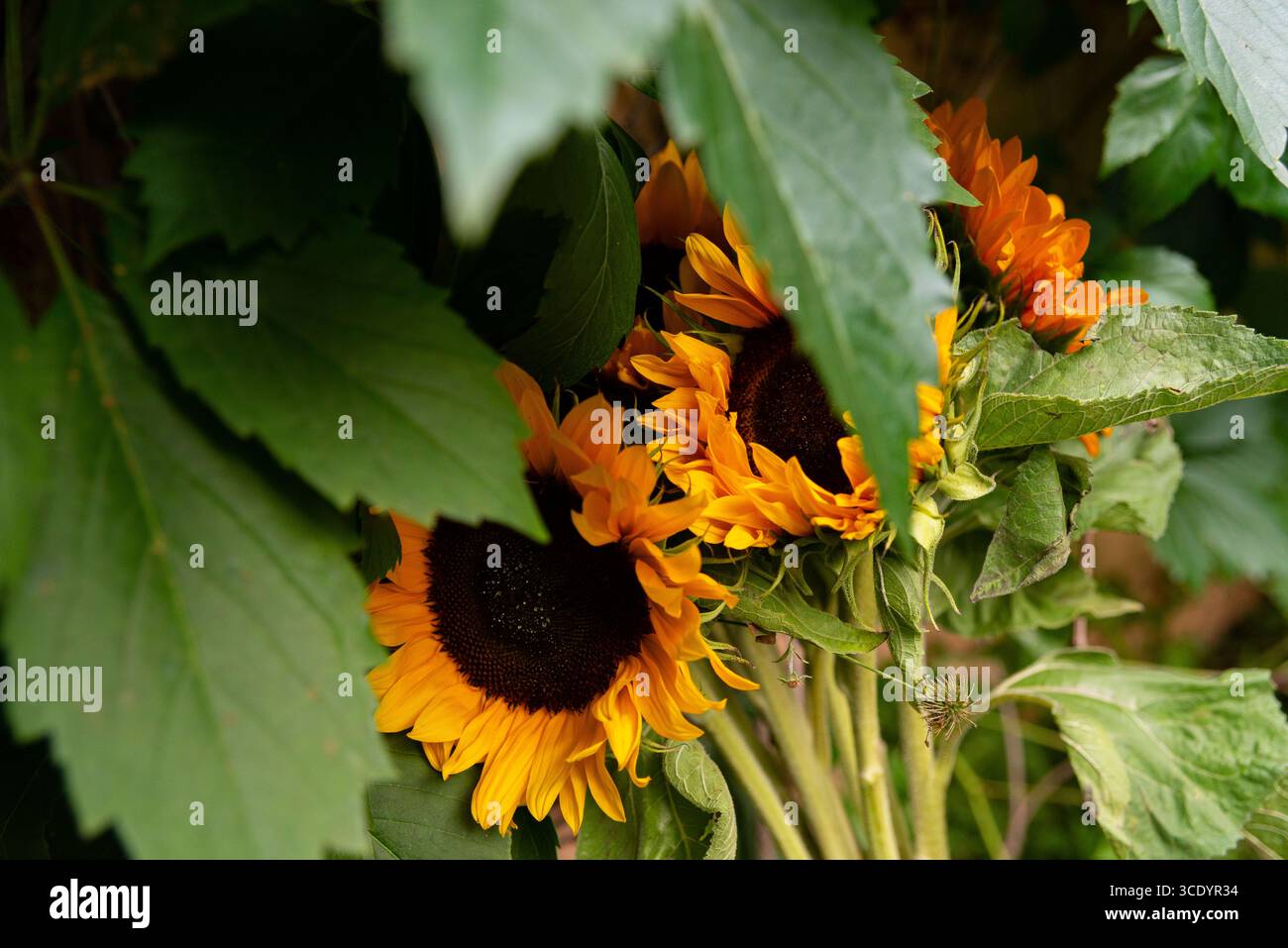 I luminosi girasoli sbirciano attraverso foglie verdi lussureggianti, creando un contrasto incredibile. i vivaci petali gialli e i centri scuri catturano l'essenza di un su Foto Stock