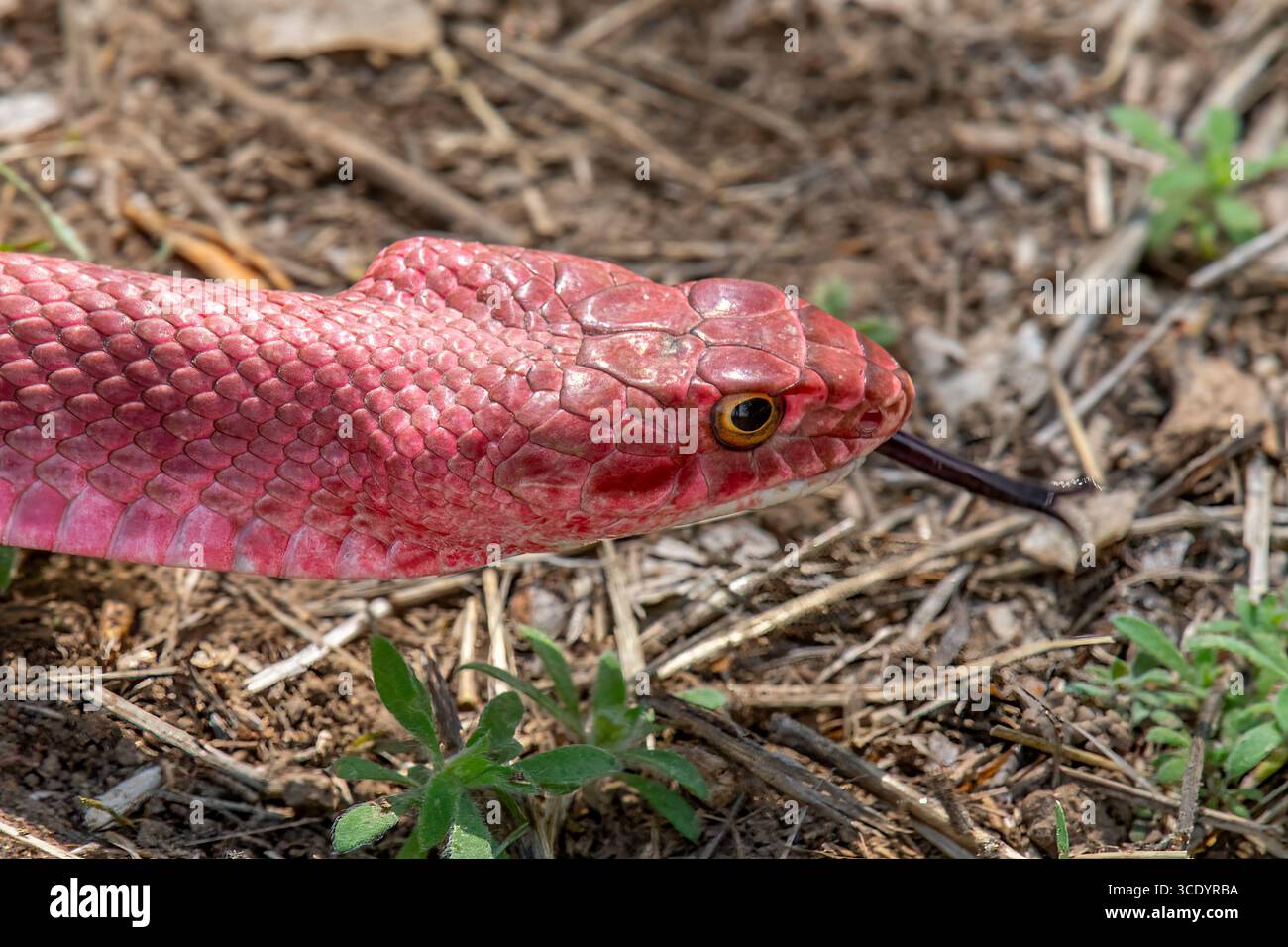 Raro serpente rosa della coachwhip occidentale che scivola attraverso l'habitat forestale vicino a Florence, Colorado, Masticophis flagellum testaceus. Foto Stock