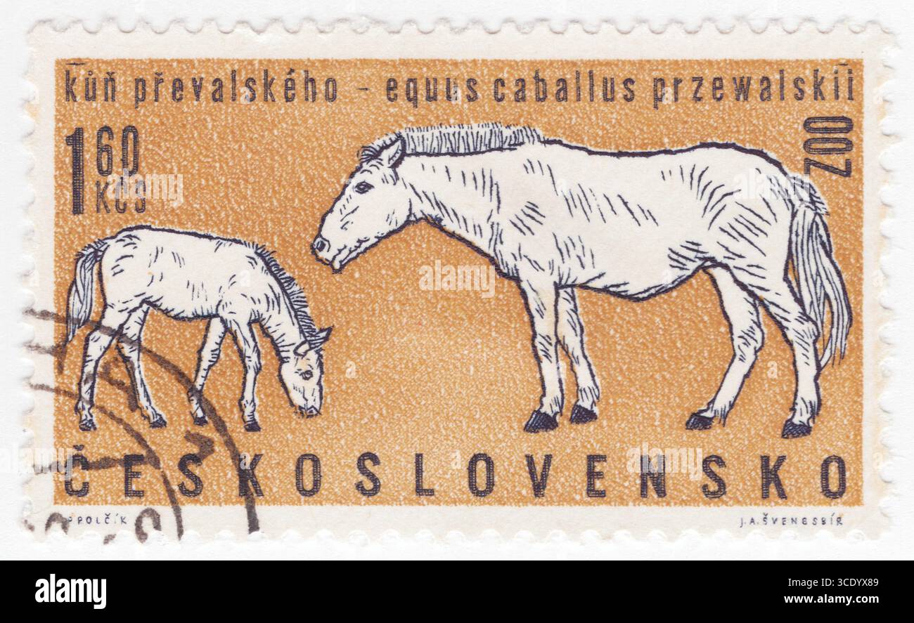 CECOSLOVACCHIA - 1962 aprile 24: 1,60 koruna francobollo marrone chiaro e nero raffigurante gli hors di Przewalski (Equus przewalskii), chiamato anche takhi, cavallo selvatico mongolo o cavallo zungariano Foto Stock