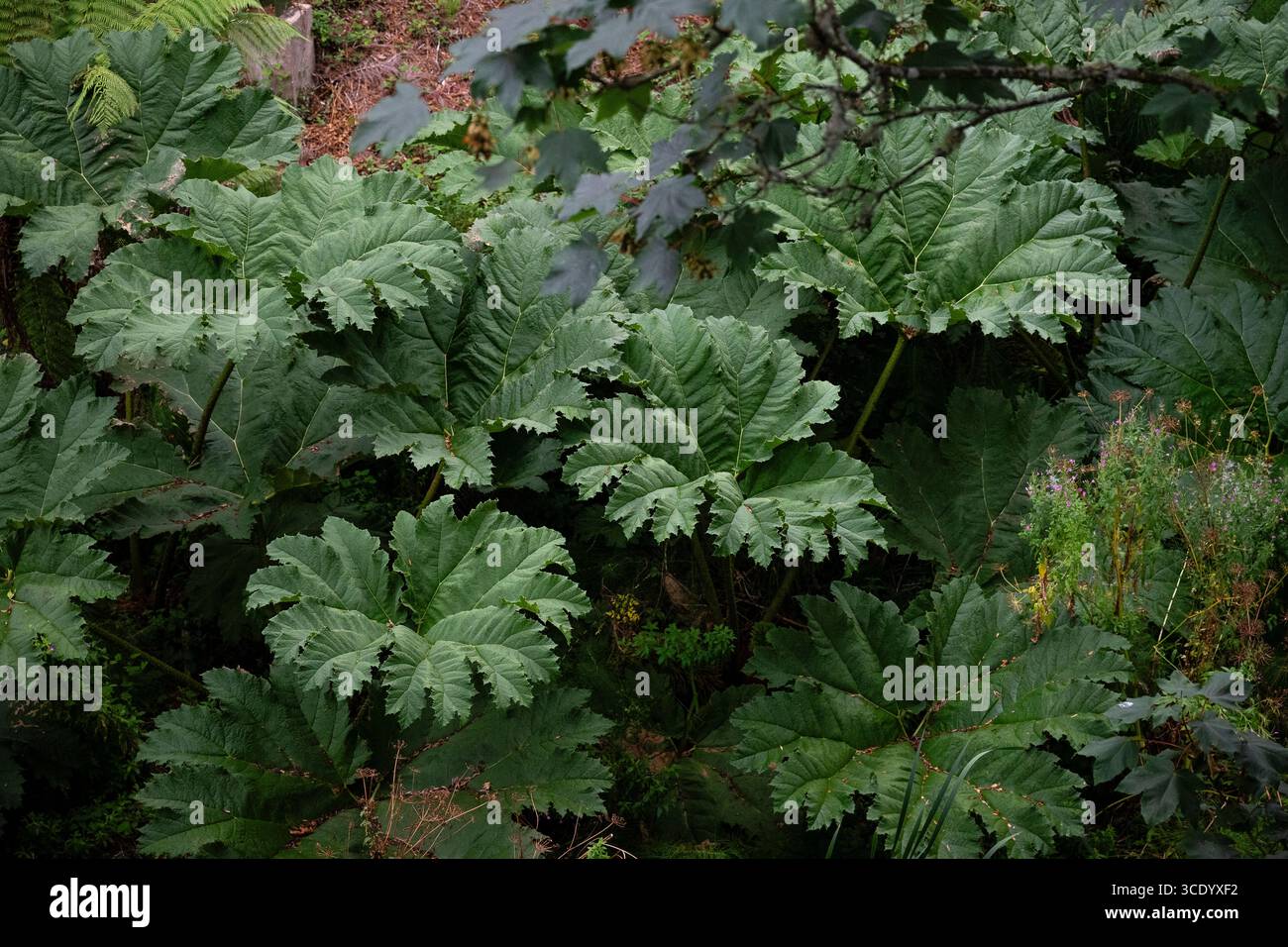 Guardando in basso la tinctoria di Gunnera (rabarbaro gigante) foglie enormi, specie vegetali invasive. Foto Stock