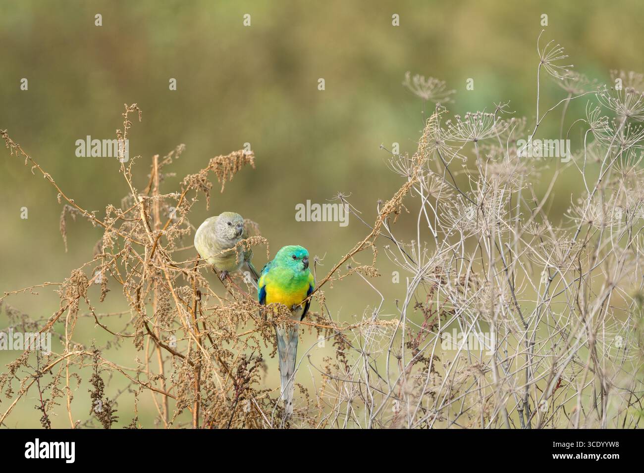 Due pappagalli accoppiati, con arbusti rossi, sono arroccati in un piccolo cespuglio in un paddock erboso che si nutrono insieme dei semi. Foto Stock
