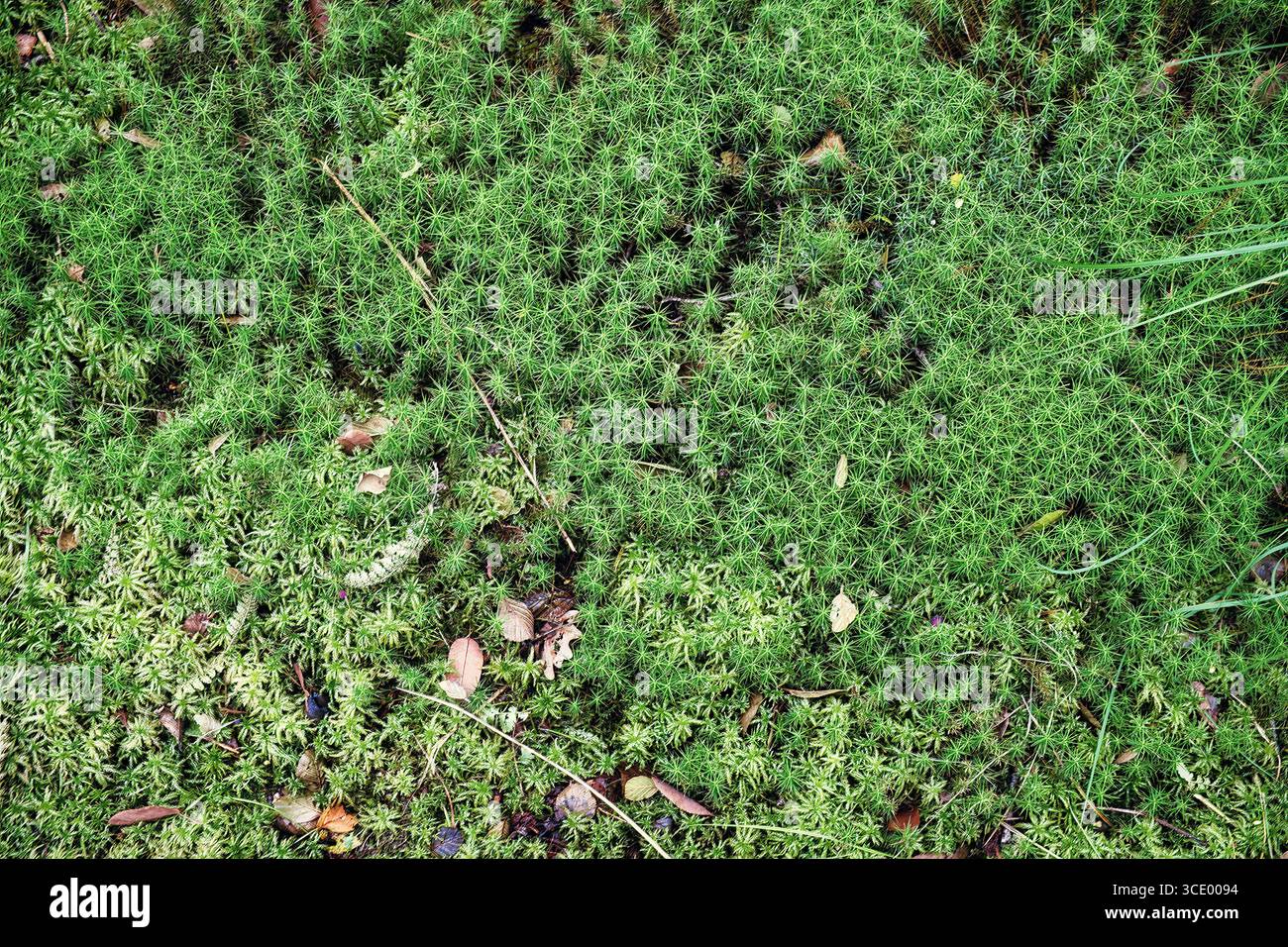 Primo piano del muschio Sphagnum, chiamato anche muschio di palude, che cresce in una torbiera nel Parco Nazionale De Weerribben, provincia di Overijssel, Paesi Bassi Foto Stock