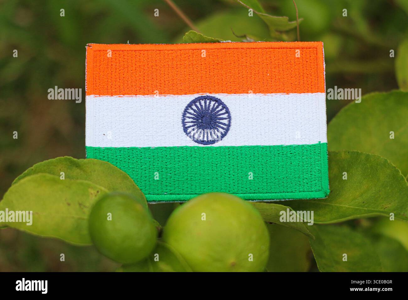 Bandiera indiana fatta di tessuto posto su limoni con foglie verdi, simboleggia la vita ecocompatibile, la giornata della Terra e la consapevolezza ambientale globale. Foto Stock