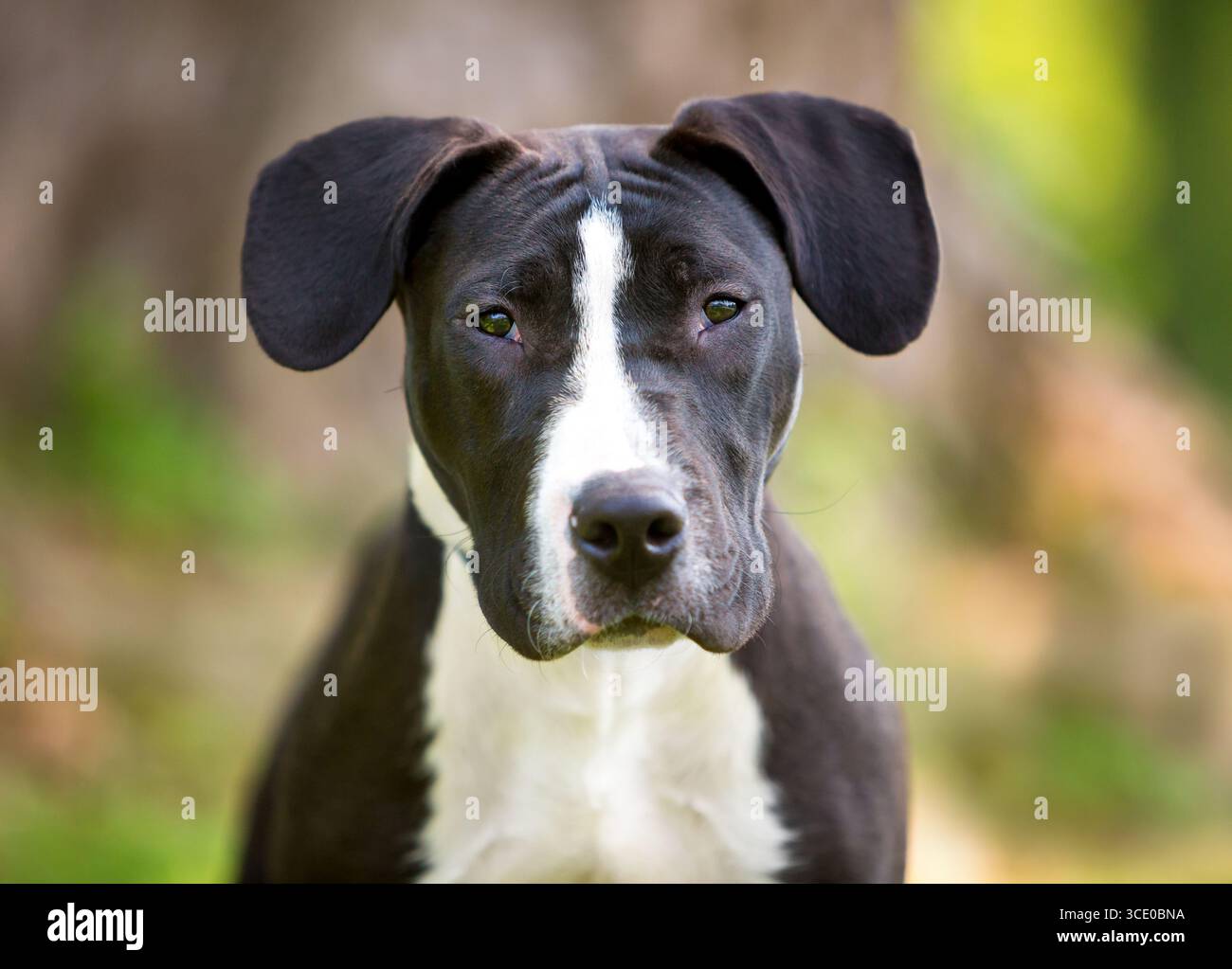 Un cane bianco e nero di razza mista Hound x Terrier con enormi orecchie floppy Foto Stock