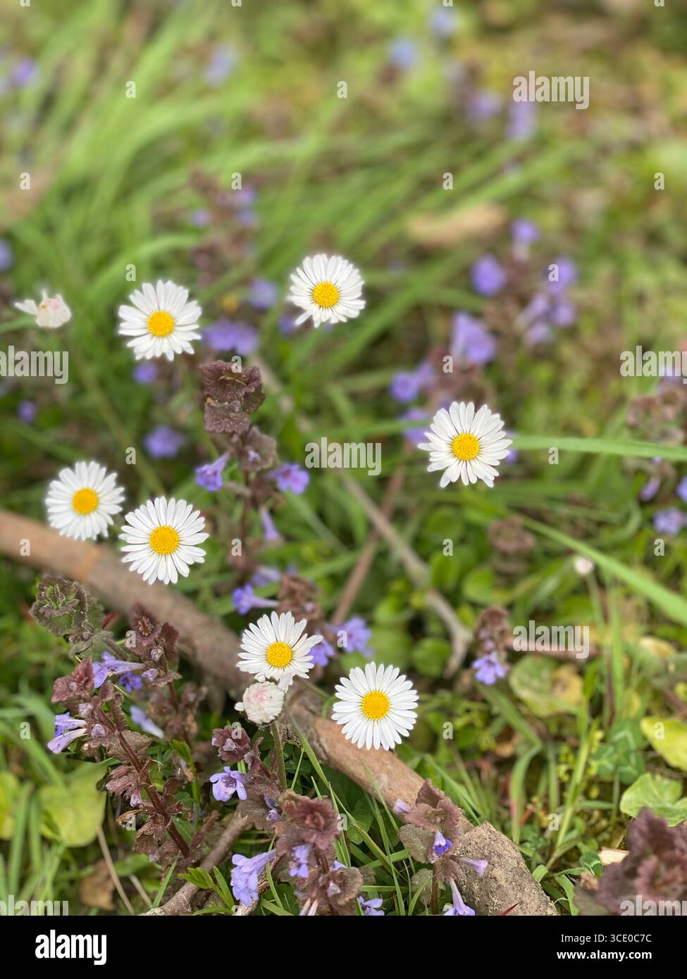 Margherite bianche nel prato primaverile con fiori di campo viola, Bellis perennis fiorito nel campo erboso naturale, sfondo floreale stagionale - Immagine stock catturata con smartphone