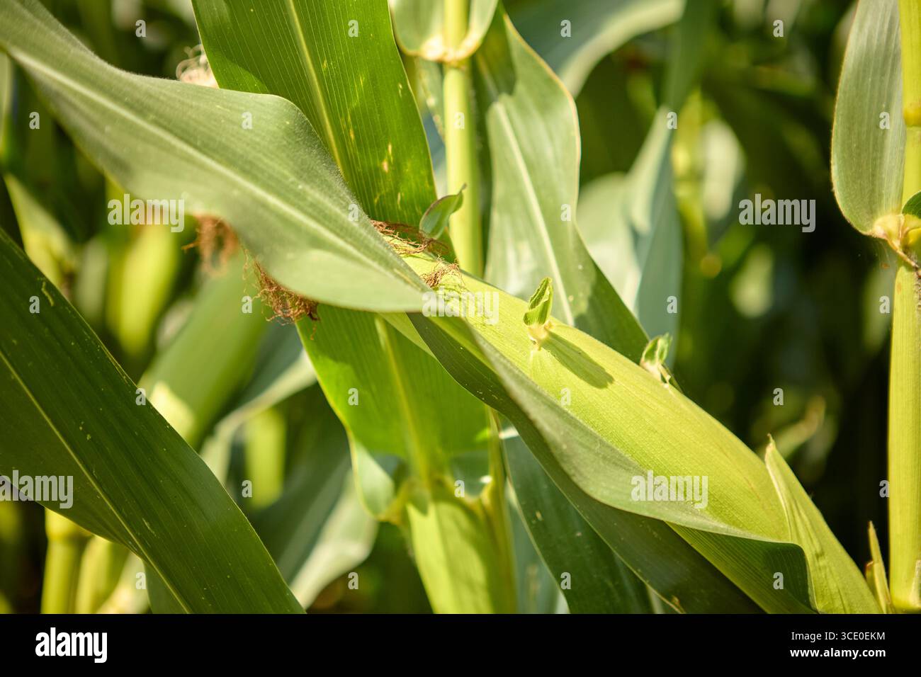 Vista ravvicinata delle foglie di mais verde con luce solare soffusa che mette in risalto la consistenza Foto Stock