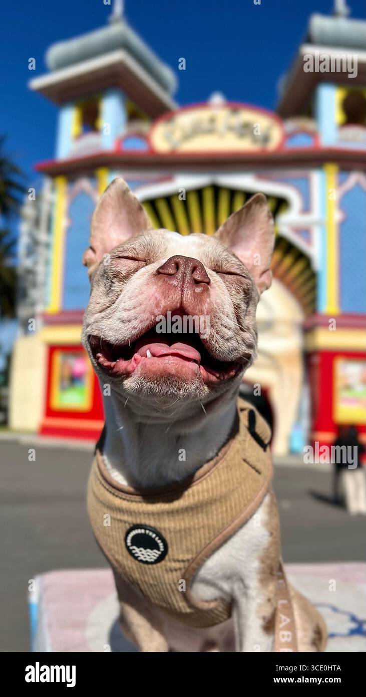 Un cucciolo felice sorridente fuori da un parco divertimenti - Immagine stock catturata con smartphone