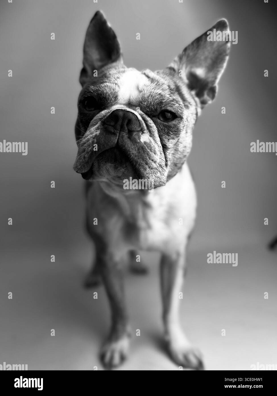 Ritratto in bianco e nero del cucciolo Merle Boston Terrier - Immagine stock catturata con smartphone